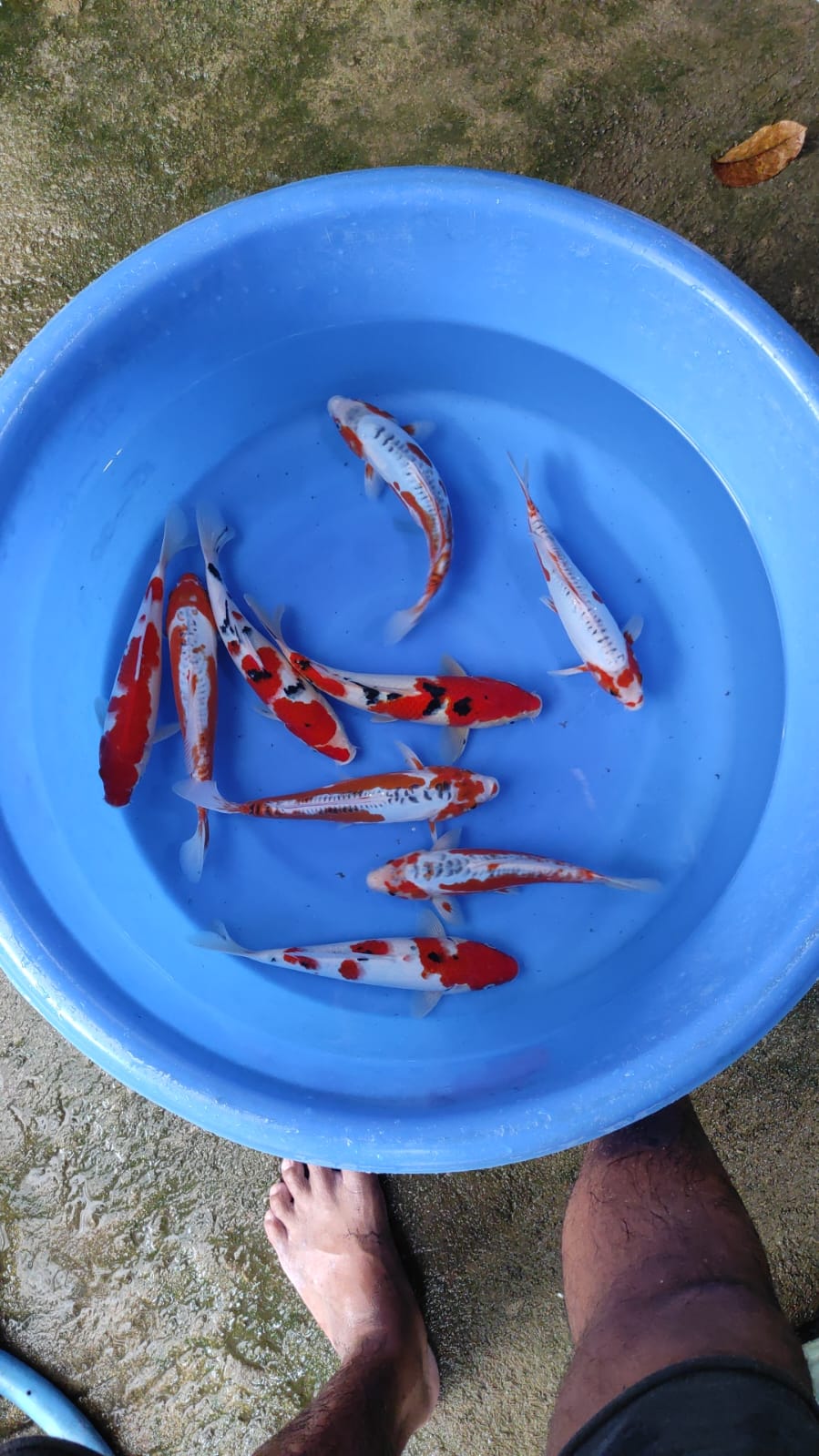 Lelang Koi Online, Jual Beli Ikan Koi, Pusat Jual Beli Koi, Info Lelang Koi Hari Ini, Platform Jual Beli Koi, Jual Beli Ikan Koi Online, Marketplace Ikan Koi, Jual Koi Terbaik, Tempat Beli Koi Berkualitas, Pasar Ikan Koi Online Terpercaya, Penjual Ikan Koi Terpercaya, Beli Koi Hias Online, Ikan Koi untuk Dijual, Koi Kualitas Terbaik, Toko Online Ikan Koi, Koi Hias Untuk Dijual, Jual Beli Ikan Koi Lokal, Koi Indonesia Online, Pusat Jual Beli Koi Terbesar