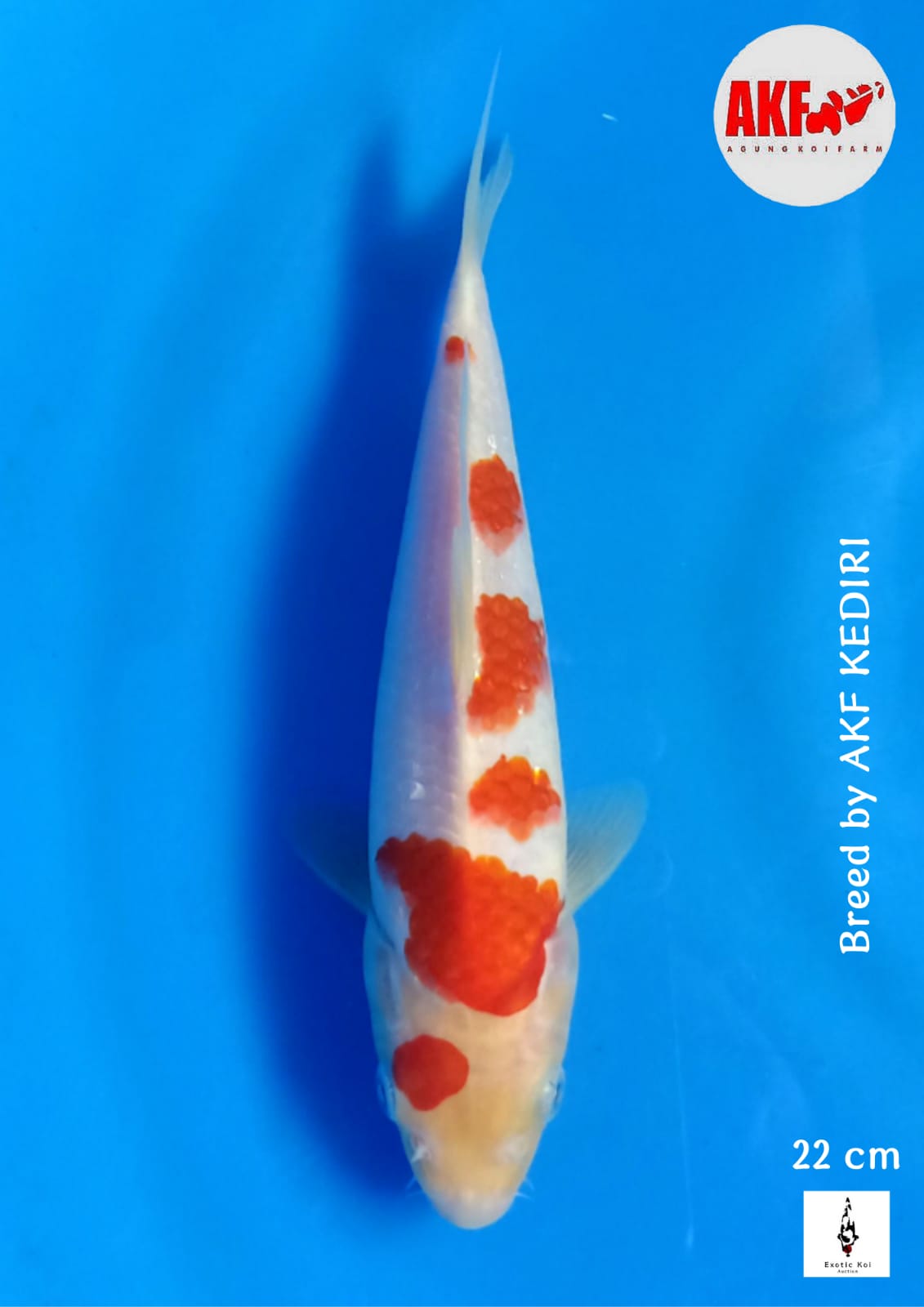 Lelang Koi Online, Jual Beli Ikan Koi, Pusat Jual Beli Koi, Info Lelang Koi Hari Ini, Platform Jual Beli Koi, Jual Beli Ikan Koi Online, Marketplace Ikan Koi, Jual Koi Terbaik, Tempat Beli Koi Berkualitas, Pasar Ikan Koi Online Terpercaya, Penjual Ikan Koi Terpercaya, Beli Koi Hias Online, Ikan Koi untuk Dijual, Koi Kualitas Terbaik, Toko Online Ikan Koi, Koi Hias Untuk Dijual, Jual Beli Ikan Koi Lokal, Koi Indonesia Online, Pusat Jual Beli Koi Terbesar