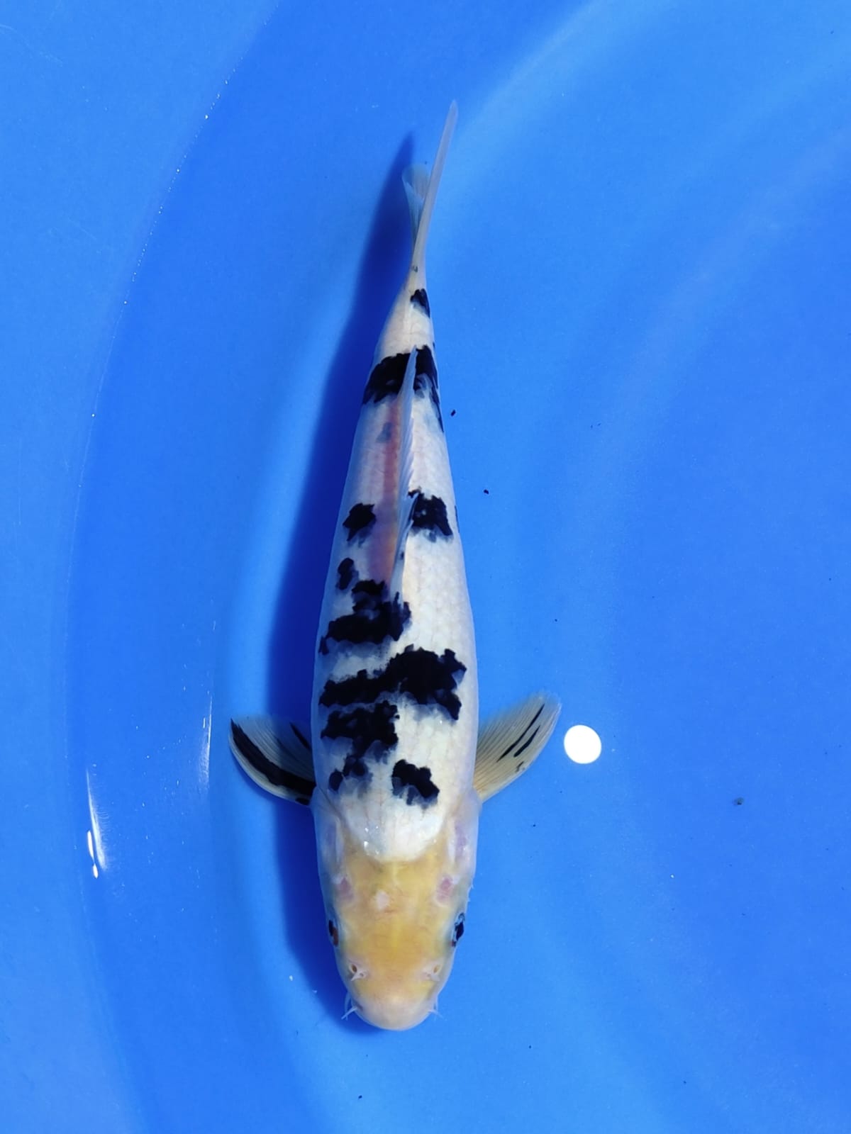 Ikan Koi SHIRO BEKO 29cm, lelang koi SHIRO BEKO 29cm, jual koi SHIRO BEKO 29cm, beli koi SHIRO BEKO 29cm, Lelang Koi Online, Jual Beli Ikan Koi, Pusat Jual Beli Koi, Info Lelang Koi Hari Ini, Platform Jual Beli Koi, Jual Beli Ikan Koi Online, Marketplace Ikan Koi, Jual Koi Terbaik, Tempat Beli Koi Berkualitas, Pasar Ikan Koi Online Terpercaya, Penjual Ikan Koi Terpercaya, Beli Koi Hias Online, Ikan Koi untuk Dijual, Koi Kualitas Terbaik, Toko Online Ikan Koi, Koi Hias Untuk Dijual, Jual Beli Ikan Koi Lokal, Koi Indonesia Online, Pusat Jual Beli Koi Terbesar