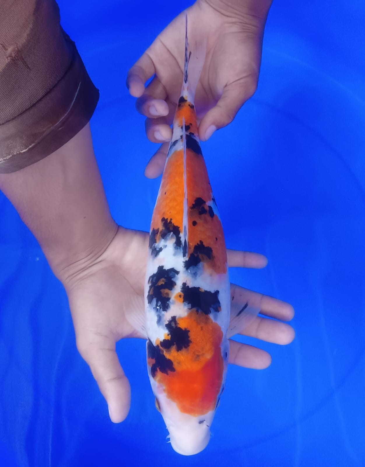 Lelang Koi Online, Jual Beli Ikan Koi, Pusat Jual Beli Koi, Info Lelang Koi Hari Ini, Platform Jual Beli Koi, Jual Beli Ikan Koi Online, Marketplace Ikan Koi, Jual Koi Terbaik, Tempat Beli Koi Berkualitas, Pasar Ikan Koi Online Terpercaya, Penjual Ikan Koi Terpercaya, Beli Koi Hias Online, Ikan Koi untuk Dijual, Koi Kualitas Terbaik, Toko Online Ikan Koi, Koi Hias Untuk Dijual, Jual Beli Ikan Koi Lokal, Koi Indonesia Online, Pusat Jual Beli Koi Terbesar