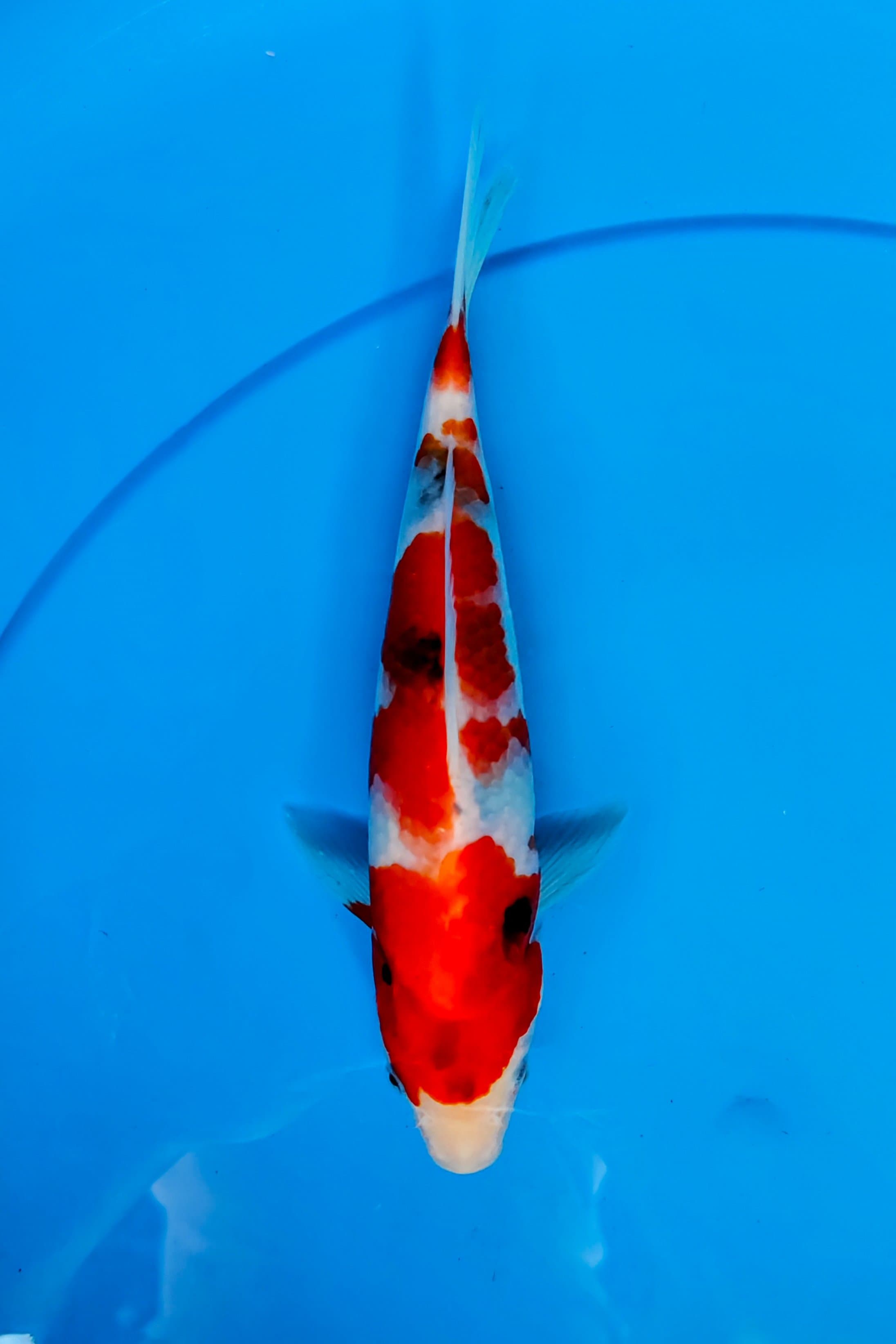 Lelang Koi Online, Jual Beli Ikan Koi, Pusat Jual Beli Koi, Info Lelang Koi Hari Ini, Platform Jual Beli Koi, Jual Beli Ikan Koi Online, Marketplace Ikan Koi, Jual Koi Terbaik, Tempat Beli Koi Berkualitas, Pasar Ikan Koi Online Terpercaya, Penjual Ikan Koi Terpercaya, Beli Koi Hias Online, Ikan Koi untuk Dijual, Koi Kualitas Terbaik, Toko Online Ikan Koi, Koi Hias Untuk Dijual, Jual Beli Ikan Koi Lokal, Koi Indonesia Online, Pusat Jual Beli Koi Terbesar