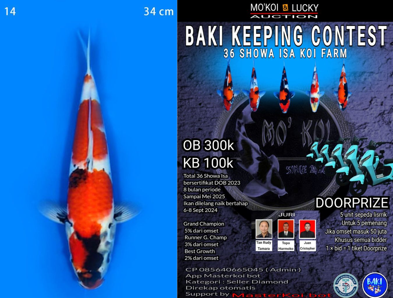 Lelang Koi Online, Jual Beli Ikan Koi, Pusat Jual Beli Koi, Info Lelang Koi Hari Ini, Platform Jual Beli Koi, Jual Beli Ikan Koi Online, Marketplace Ikan Koi, Jual Koi Terbaik, Tempat Beli Koi Berkualitas, Pasar Ikan Koi Online Terpercaya, Penjual Ikan Koi Terpercaya, Beli Koi Hias Online, Ikan Koi untuk Dijual, Koi Kualitas Terbaik, Toko Online Ikan Koi, Koi Hias Untuk Dijual, Jual Beli Ikan Koi Lokal, Koi Indonesia Online, Pusat Jual Beli Koi Terbesar