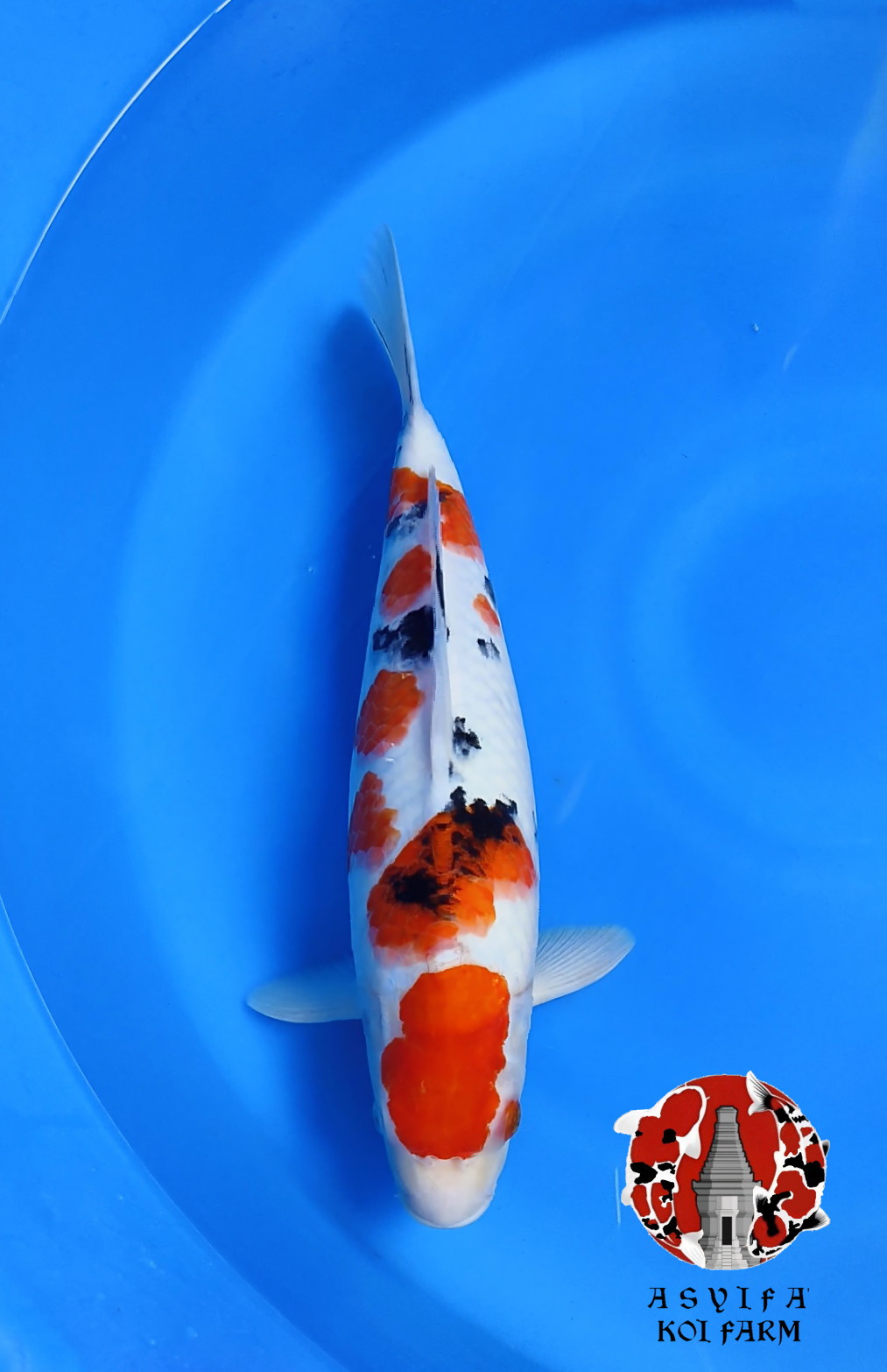 SANKE FEMALE ORI 41cm