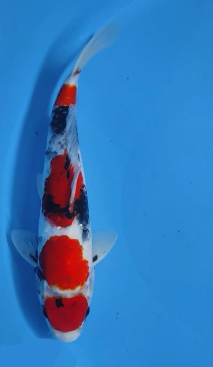 Lelang Koi Online, Jual Beli Ikan Koi, Pusat Jual Beli Koi, Info Lelang Koi Hari Ini, Platform Jual Beli Koi, Jual Beli Ikan Koi Online, Marketplace Ikan Koi, Jual Koi Terbaik, Tempat Beli Koi Berkualitas, Pasar Ikan Koi Online Terpercaya, Penjual Ikan Koi Terpercaya, Beli Koi Hias Online, Ikan Koi untuk Dijual, Koi Kualitas Terbaik, Toko Online Ikan Koi, Koi Hias Untuk Dijual, Jual Beli Ikan Koi Lokal, Koi Indonesia Online, Pusat Jual Beli Koi Terbesar