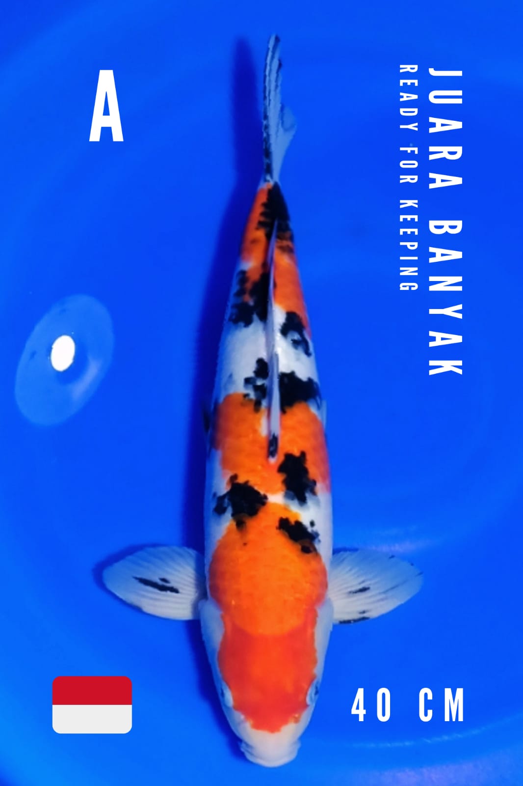 Lelang Koi Online, Jual Beli Ikan Koi, Pusat Jual Beli Koi, Info Lelang Koi Hari Ini, Platform Jual Beli Koi, Jual Beli Ikan Koi Online, Marketplace Ikan Koi, Jual Koi Terbaik, Tempat Beli Koi Berkualitas, Pasar Ikan Koi Online Terpercaya, Penjual Ikan Koi Terpercaya, Beli Koi Hias Online, Ikan Koi untuk Dijual, Koi Kualitas Terbaik, Toko Online Ikan Koi, Koi Hias Untuk Dijual, Jual Beli Ikan Koi Lokal, Koi Indonesia Online, Pusat Jual Beli Koi Terbesar