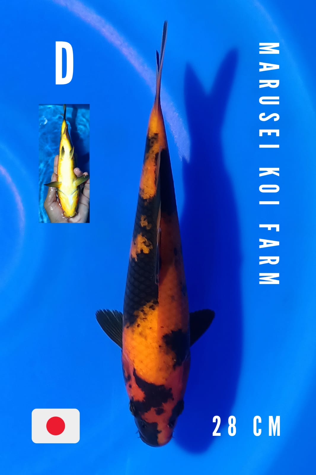 Lelang Koi Online, Jual Beli Ikan Koi, Pusat Jual Beli Koi, Info Lelang Koi Hari Ini, Platform Jual Beli Koi, Jual Beli Ikan Koi Online, Marketplace Ikan Koi, Jual Koi Terbaik, Tempat Beli Koi Berkualitas, Pasar Ikan Koi Online Terpercaya, Penjual Ikan Koi Terpercaya, Beli Koi Hias Online, Ikan Koi untuk Dijual, Koi Kualitas Terbaik, Toko Online Ikan Koi, Koi Hias Untuk Dijual, Jual Beli Ikan Koi Lokal, Koi Indonesia Online, Pusat Jual Beli Koi Terbesar