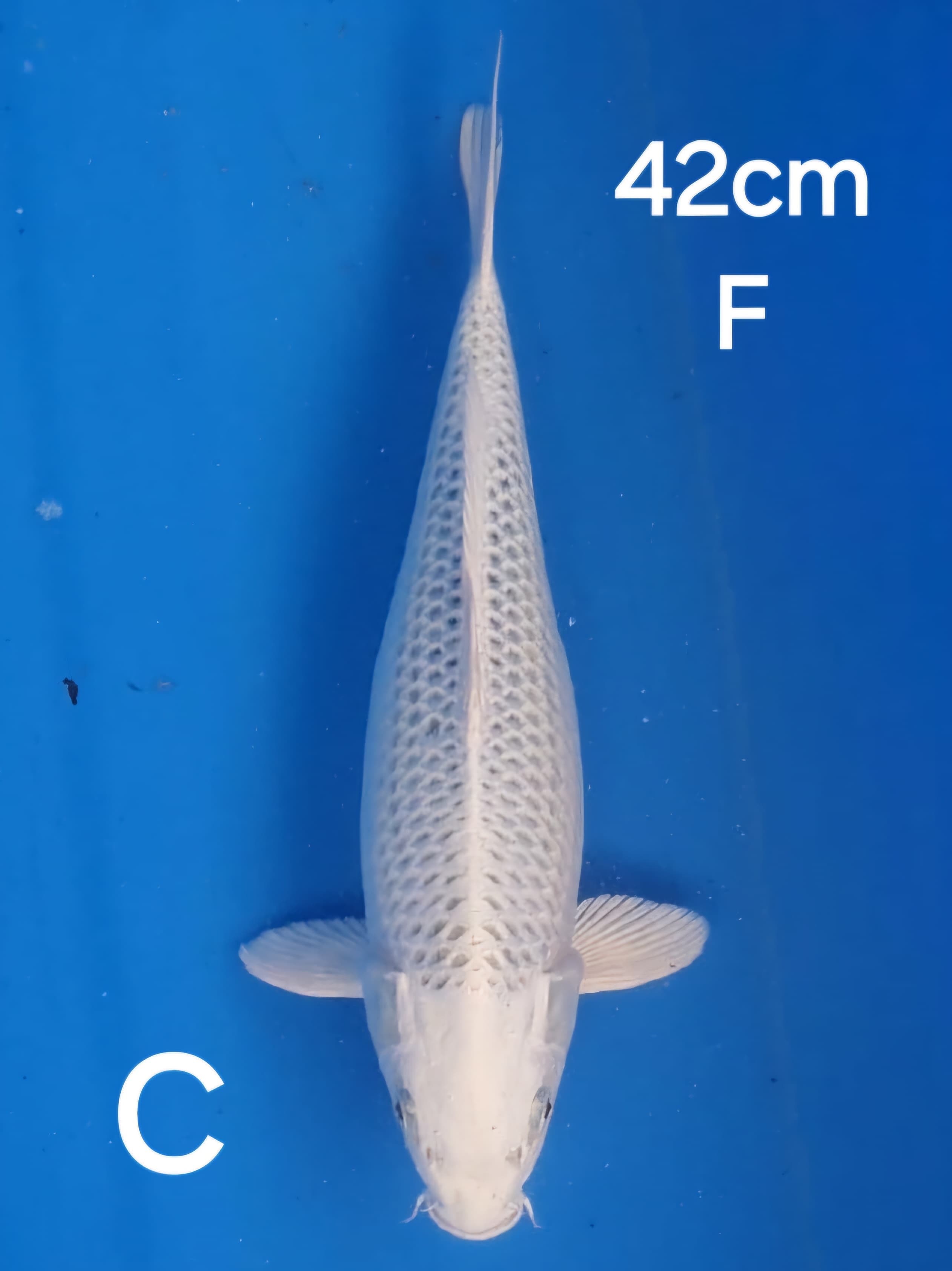 GIN MATSUBA 42cm