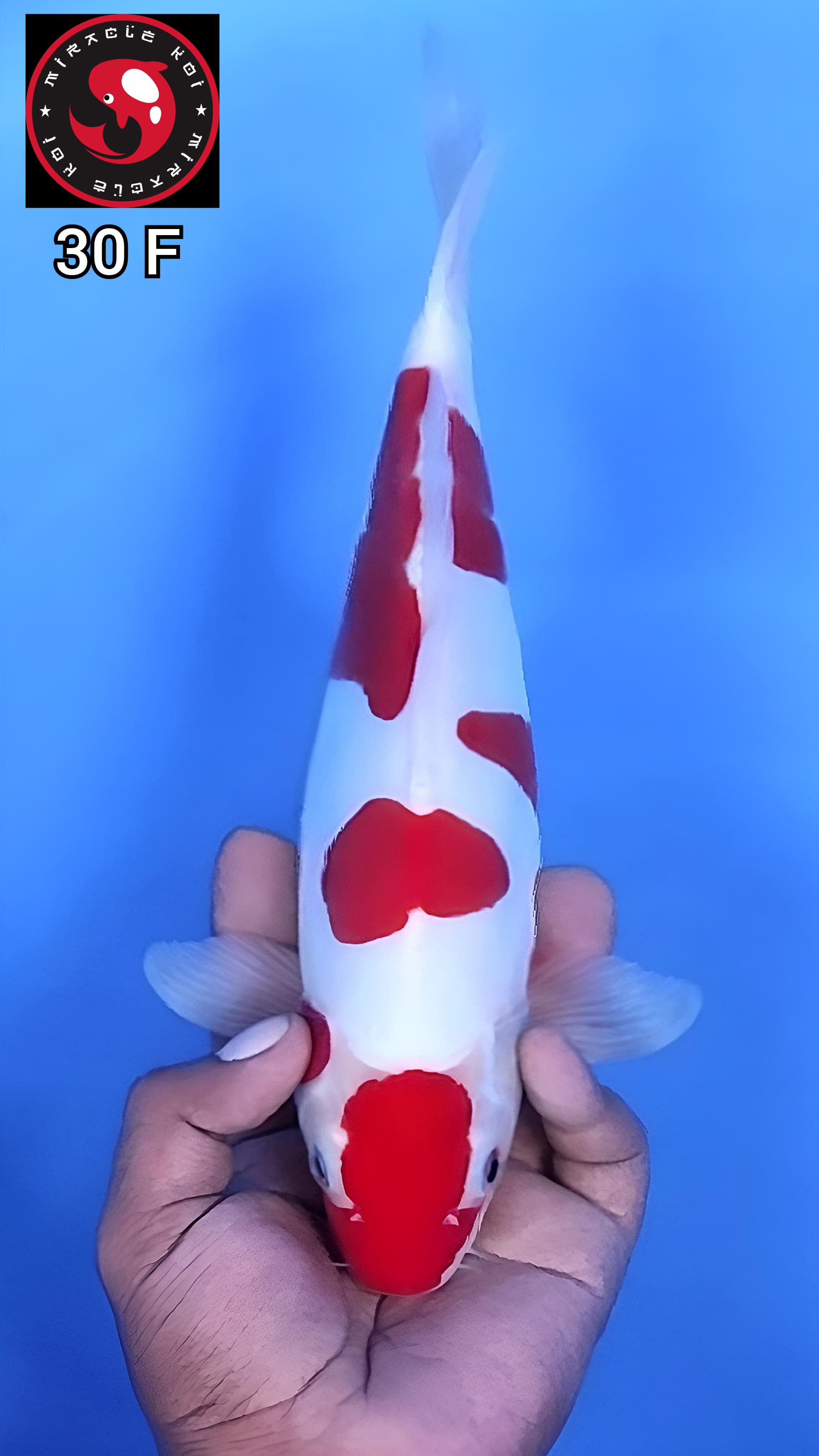 DOITSU SAKURA MURNI ORIGINAL 30cm