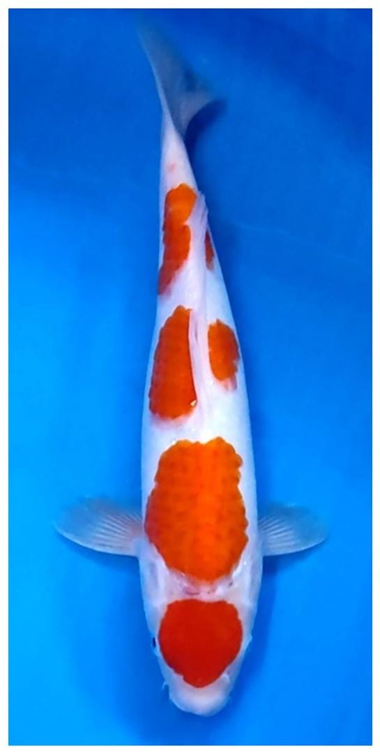 Lelang Koi Online, Jual Beli Ikan Koi, Pusat Jual Beli Koi, Info Lelang Koi Hari Ini, Platform Jual Beli Koi, Jual Beli Ikan Koi Online, Marketplace Ikan Koi, Jual Koi Terbaik, Tempat Beli Koi Berkualitas, Pasar Ikan Koi Online Terpercaya, Penjual Ikan Koi Terpercaya, Beli Koi Hias Online, Ikan Koi untuk Dijual, Koi Kualitas Terbaik, Toko Online Ikan Koi, Koi Hias Untuk Dijual, Jual Beli Ikan Koi Lokal, Koi Indonesia Online, Pusat Jual Beli Koi Terbesar