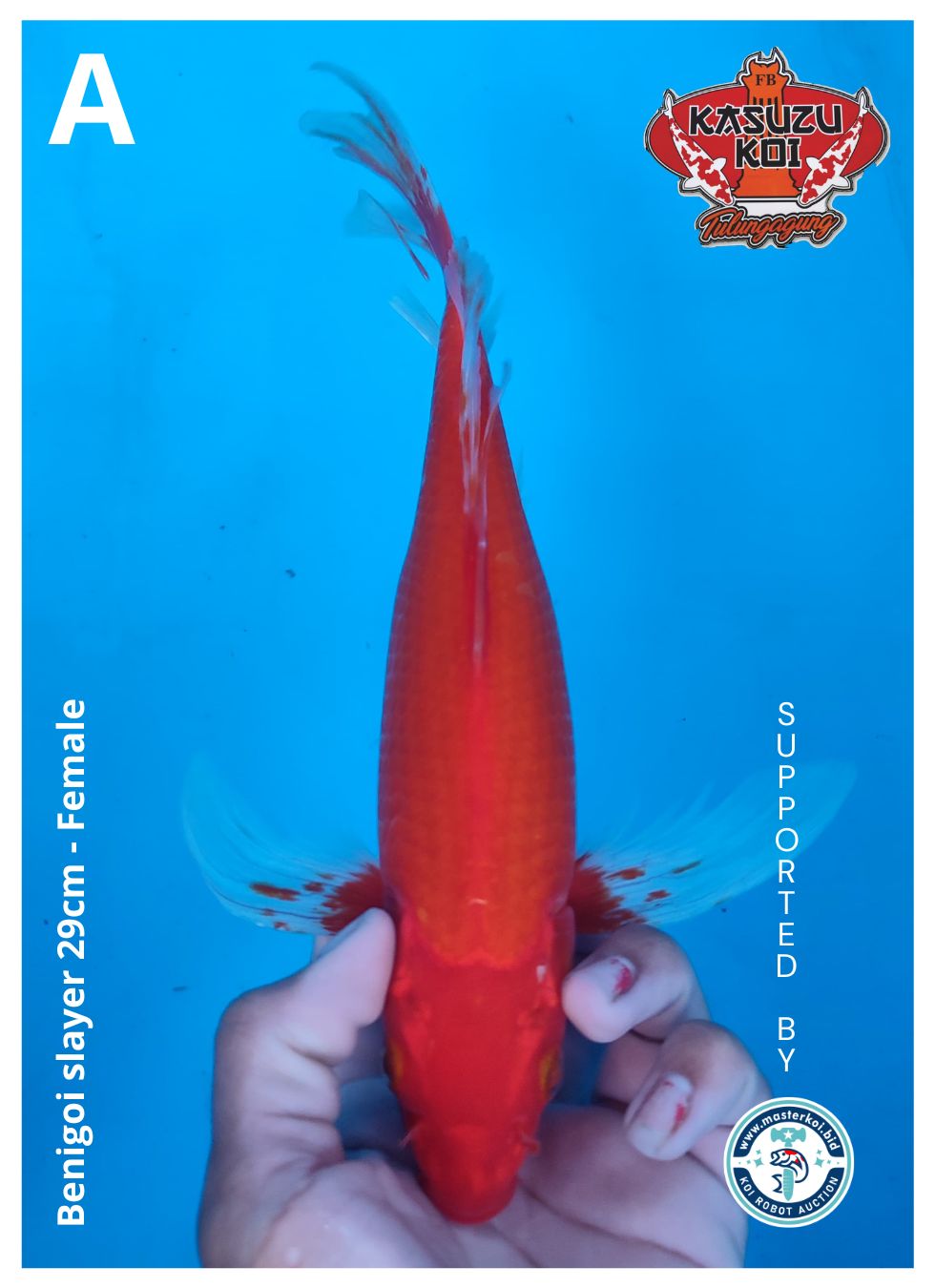 Lelang Koi Online, Jual Beli Ikan Koi, Pusat Jual Beli Koi, Info Lelang Koi Hari Ini, Platform Jual Beli Koi, Jual Beli Ikan Koi Online, Marketplace Ikan Koi, Jual Koi Terbaik, Tempat Beli Koi Berkualitas, Pasar Ikan Koi Online Terpercaya, Penjual Ikan Koi Terpercaya, Beli Koi Hias Online, Ikan Koi untuk Dijual, Koi Kualitas Terbaik, Toko Online Ikan Koi, Koi Hias Untuk Dijual, Jual Beli Ikan Koi Lokal, Koi Indonesia Online, Pusat Jual Beli Koi Terbesar