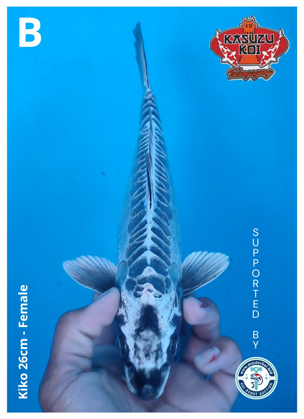 Lelang Koi Online, Jual Beli Ikan Koi, Pusat Jual Beli Koi, Info Lelang Koi Hari Ini, Platform Jual Beli Koi, Jual Beli Ikan Koi Online, Marketplace Ikan Koi, Jual Koi Terbaik, Tempat Beli Koi Berkualitas, Pasar Ikan Koi Online Terpercaya, Penjual Ikan Koi Terpercaya, Beli Koi Hias Online, Ikan Koi untuk Dijual, Koi Kualitas Terbaik, Toko Online Ikan Koi, Koi Hias Untuk Dijual, Jual Beli Ikan Koi Lokal, Koi Indonesia Online, Pusat Jual Beli Koi Terbesar