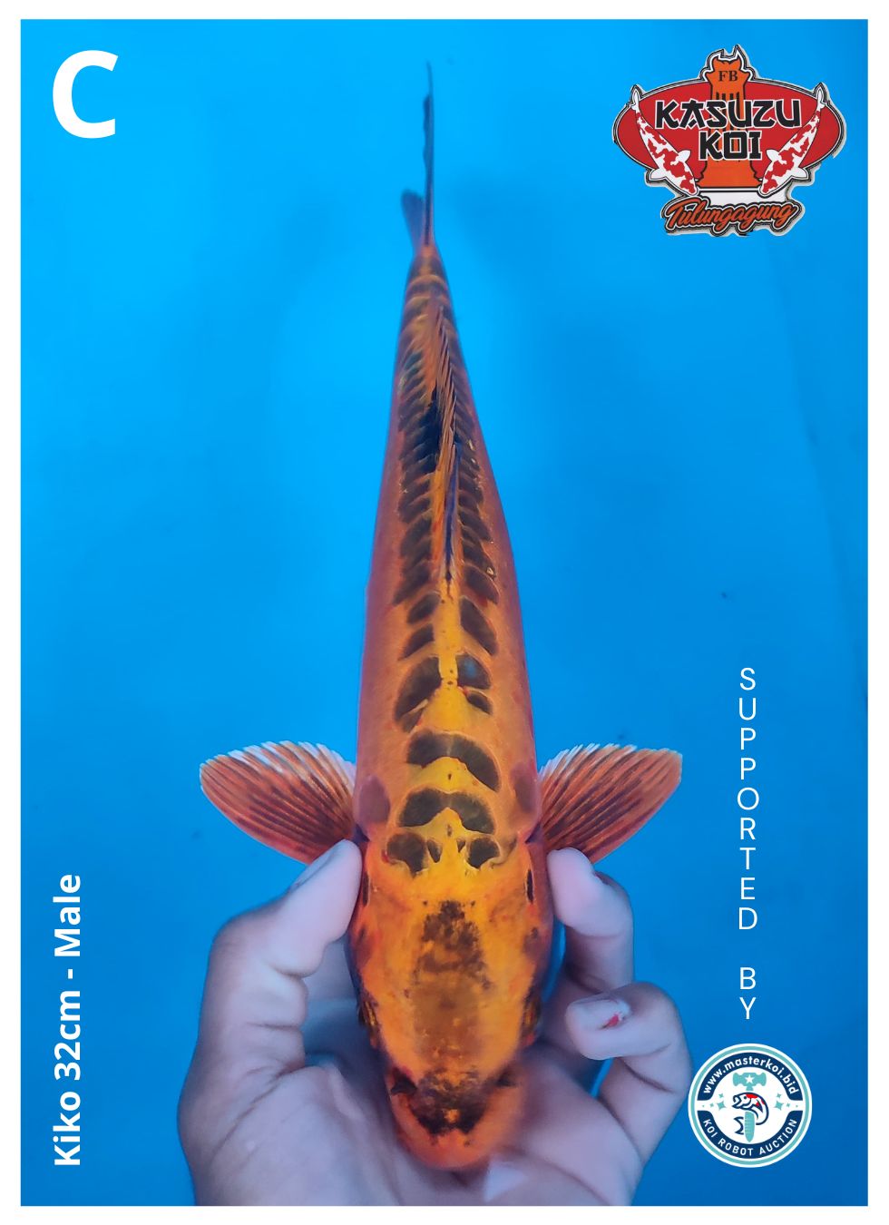 Lelang Koi Online, Jual Beli Ikan Koi, Pusat Jual Beli Koi, Info Lelang Koi Hari Ini, Platform Jual Beli Koi, Jual Beli Ikan Koi Online, Marketplace Ikan Koi, Jual Koi Terbaik, Tempat Beli Koi Berkualitas, Pasar Ikan Koi Online Terpercaya, Penjual Ikan Koi Terpercaya, Beli Koi Hias Online, Ikan Koi untuk Dijual, Koi Kualitas Terbaik, Toko Online Ikan Koi, Koi Hias Untuk Dijual, Jual Beli Ikan Koi Lokal, Koi Indonesia Online, Pusat Jual Beli Koi Terbesar