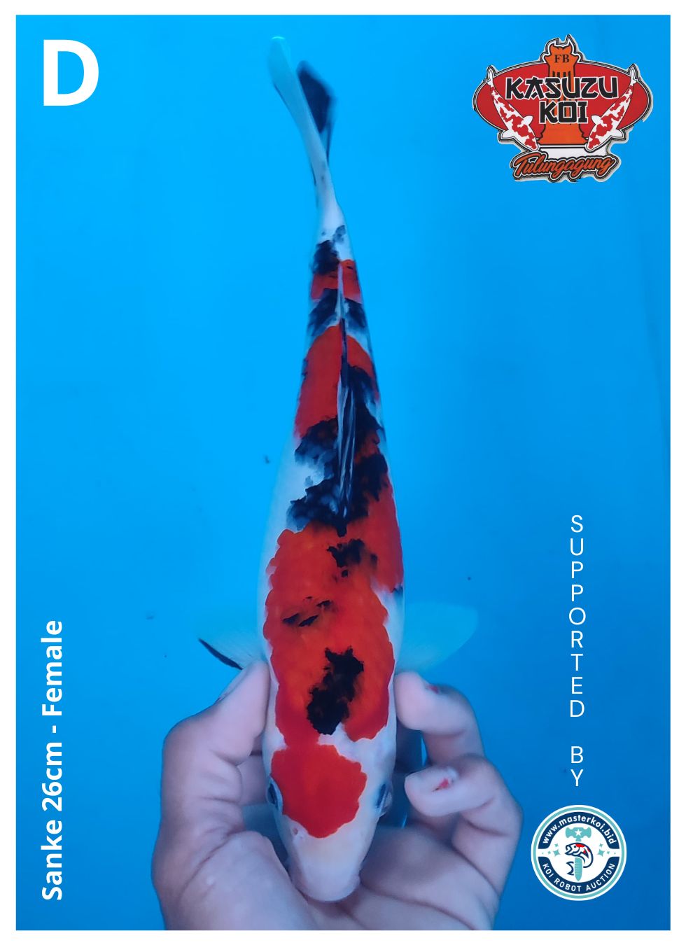 Lelang Koi Online, Jual Beli Ikan Koi, Pusat Jual Beli Koi, Info Lelang Koi Hari Ini, Platform Jual Beli Koi, Jual Beli Ikan Koi Online, Marketplace Ikan Koi, Jual Koi Terbaik, Tempat Beli Koi Berkualitas, Pasar Ikan Koi Online Terpercaya, Penjual Ikan Koi Terpercaya, Beli Koi Hias Online, Ikan Koi untuk Dijual, Koi Kualitas Terbaik, Toko Online Ikan Koi, Koi Hias Untuk Dijual, Jual Beli Ikan Koi Lokal, Koi Indonesia Online, Pusat Jual Beli Koi Terbesar