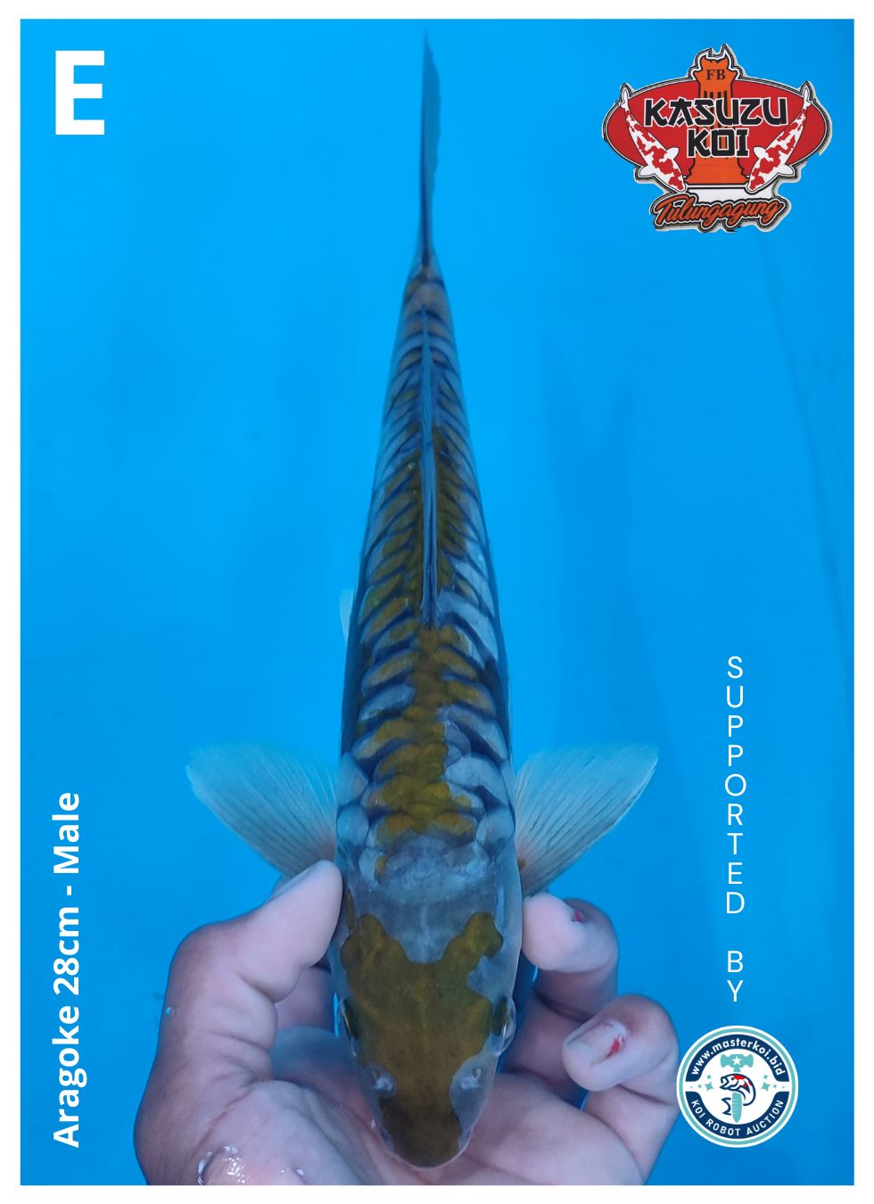 Lelang Koi Online, Jual Beli Ikan Koi, Pusat Jual Beli Koi, Info Lelang Koi Hari Ini, Platform Jual Beli Koi, Jual Beli Ikan Koi Online, Marketplace Ikan Koi, Jual Koi Terbaik, Tempat Beli Koi Berkualitas, Pasar Ikan Koi Online Terpercaya, Penjual Ikan Koi Terpercaya, Beli Koi Hias Online, Ikan Koi untuk Dijual, Koi Kualitas Terbaik, Toko Online Ikan Koi, Koi Hias Untuk Dijual, Jual Beli Ikan Koi Lokal, Koi Indonesia Online, Pusat Jual Beli Koi Terbesar