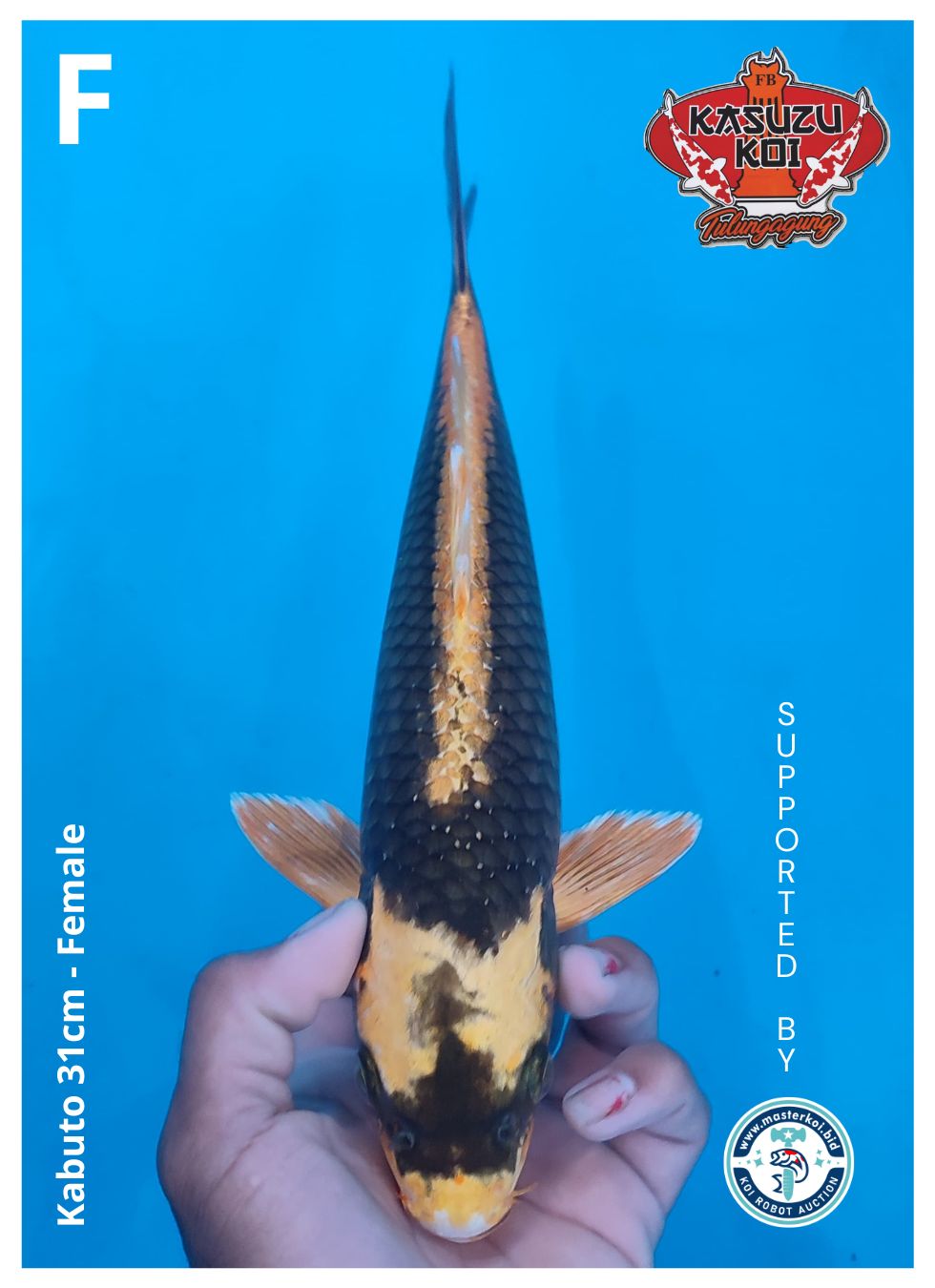 Lelang Koi Online, Jual Beli Ikan Koi, Pusat Jual Beli Koi, Info Lelang Koi Hari Ini, Platform Jual Beli Koi, Jual Beli Ikan Koi Online, Marketplace Ikan Koi, Jual Koi Terbaik, Tempat Beli Koi Berkualitas, Pasar Ikan Koi Online Terpercaya, Penjual Ikan Koi Terpercaya, Beli Koi Hias Online, Ikan Koi untuk Dijual, Koi Kualitas Terbaik, Toko Online Ikan Koi, Koi Hias Untuk Dijual, Jual Beli Ikan Koi Lokal, Koi Indonesia Online, Pusat Jual Beli Koi Terbesar