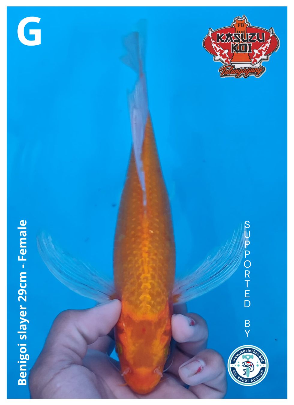 Lelang Koi Online, Jual Beli Ikan Koi, Pusat Jual Beli Koi, Info Lelang Koi Hari Ini, Platform Jual Beli Koi, Jual Beli Ikan Koi Online, Marketplace Ikan Koi, Jual Koi Terbaik, Tempat Beli Koi Berkualitas, Pasar Ikan Koi Online Terpercaya, Penjual Ikan Koi Terpercaya, Beli Koi Hias Online, Ikan Koi untuk Dijual, Koi Kualitas Terbaik, Toko Online Ikan Koi, Koi Hias Untuk Dijual, Jual Beli Ikan Koi Lokal, Koi Indonesia Online, Pusat Jual Beli Koi Terbesar