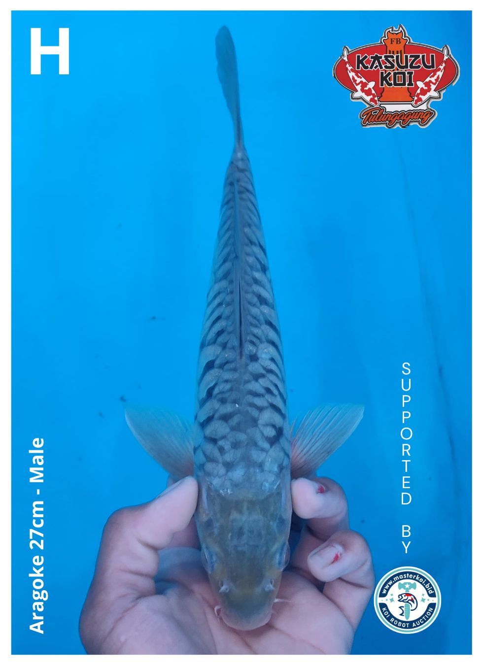 Lelang Koi Online, Jual Beli Ikan Koi, Pusat Jual Beli Koi, Info Lelang Koi Hari Ini, Platform Jual Beli Koi, Jual Beli Ikan Koi Online, Marketplace Ikan Koi, Jual Koi Terbaik, Tempat Beli Koi Berkualitas, Pasar Ikan Koi Online Terpercaya, Penjual Ikan Koi Terpercaya, Beli Koi Hias Online, Ikan Koi untuk Dijual, Koi Kualitas Terbaik, Toko Online Ikan Koi, Koi Hias Untuk Dijual, Jual Beli Ikan Koi Lokal, Koi Indonesia Online, Pusat Jual Beli Koi Terbesar