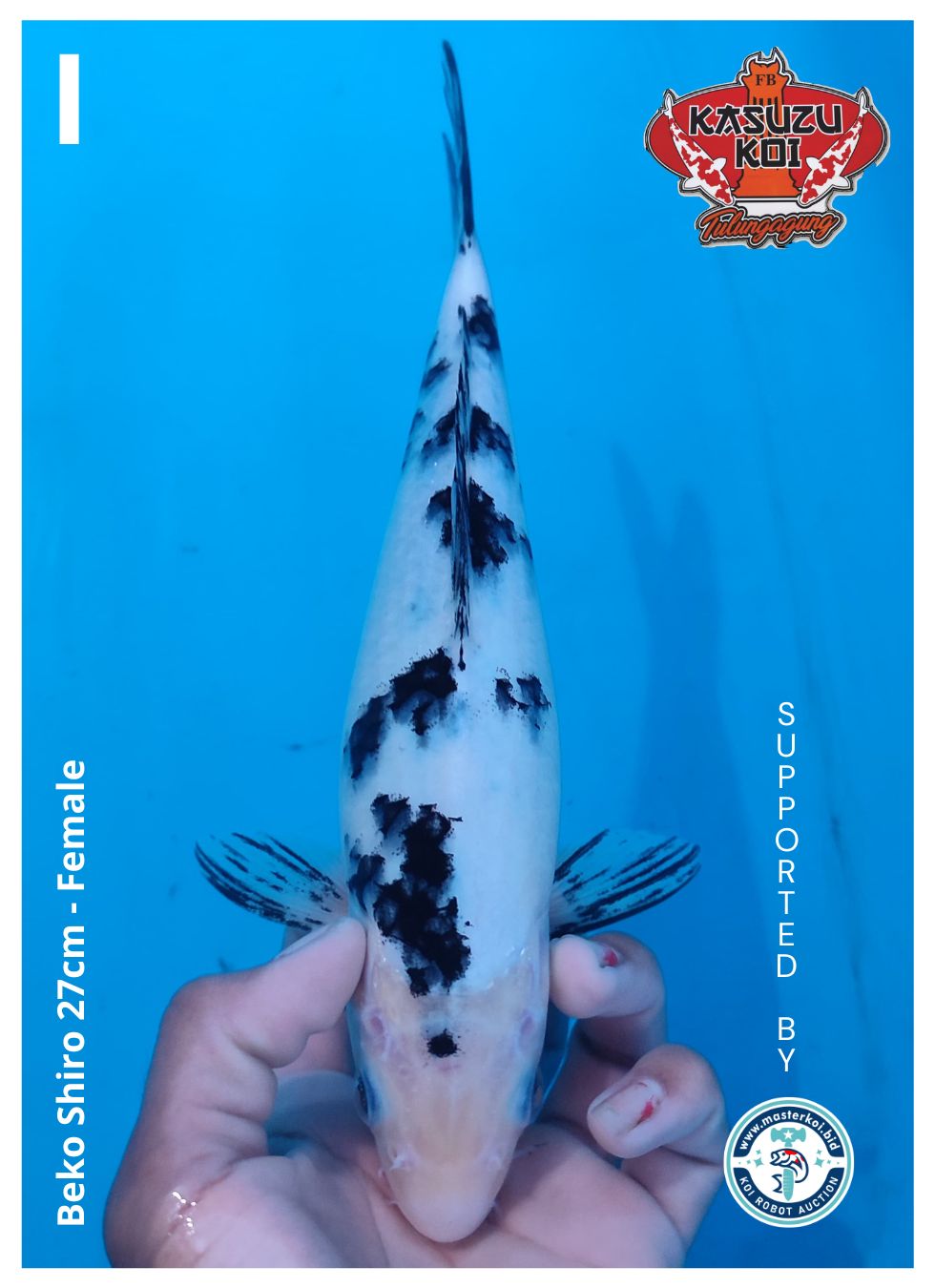 Lelang Koi Online, Jual Beli Ikan Koi, Pusat Jual Beli Koi, Info Lelang Koi Hari Ini, Platform Jual Beli Koi, Jual Beli Ikan Koi Online, Marketplace Ikan Koi, Jual Koi Terbaik, Tempat Beli Koi Berkualitas, Pasar Ikan Koi Online Terpercaya, Penjual Ikan Koi Terpercaya, Beli Koi Hias Online, Ikan Koi untuk Dijual, Koi Kualitas Terbaik, Toko Online Ikan Koi, Koi Hias Untuk Dijual, Jual Beli Ikan Koi Lokal, Koi Indonesia Online, Pusat Jual Beli Koi Terbesar