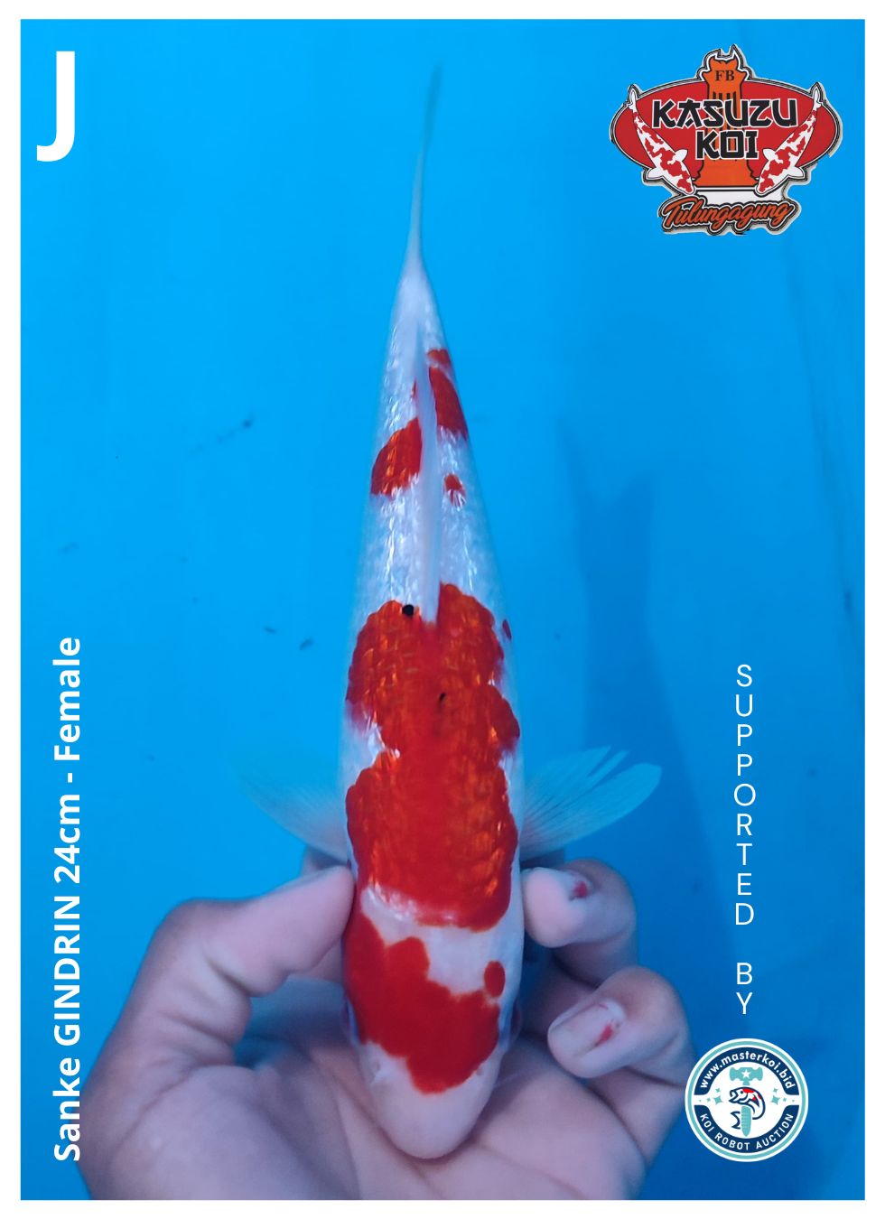 Lelang Koi Online, Jual Beli Ikan Koi, Pusat Jual Beli Koi, Info Lelang Koi Hari Ini, Platform Jual Beli Koi, Jual Beli Ikan Koi Online, Marketplace Ikan Koi, Jual Koi Terbaik, Tempat Beli Koi Berkualitas, Pasar Ikan Koi Online Terpercaya, Penjual Ikan Koi Terpercaya, Beli Koi Hias Online, Ikan Koi untuk Dijual, Koi Kualitas Terbaik, Toko Online Ikan Koi, Koi Hias Untuk Dijual, Jual Beli Ikan Koi Lokal, Koi Indonesia Online, Pusat Jual Beli Koi Terbesar