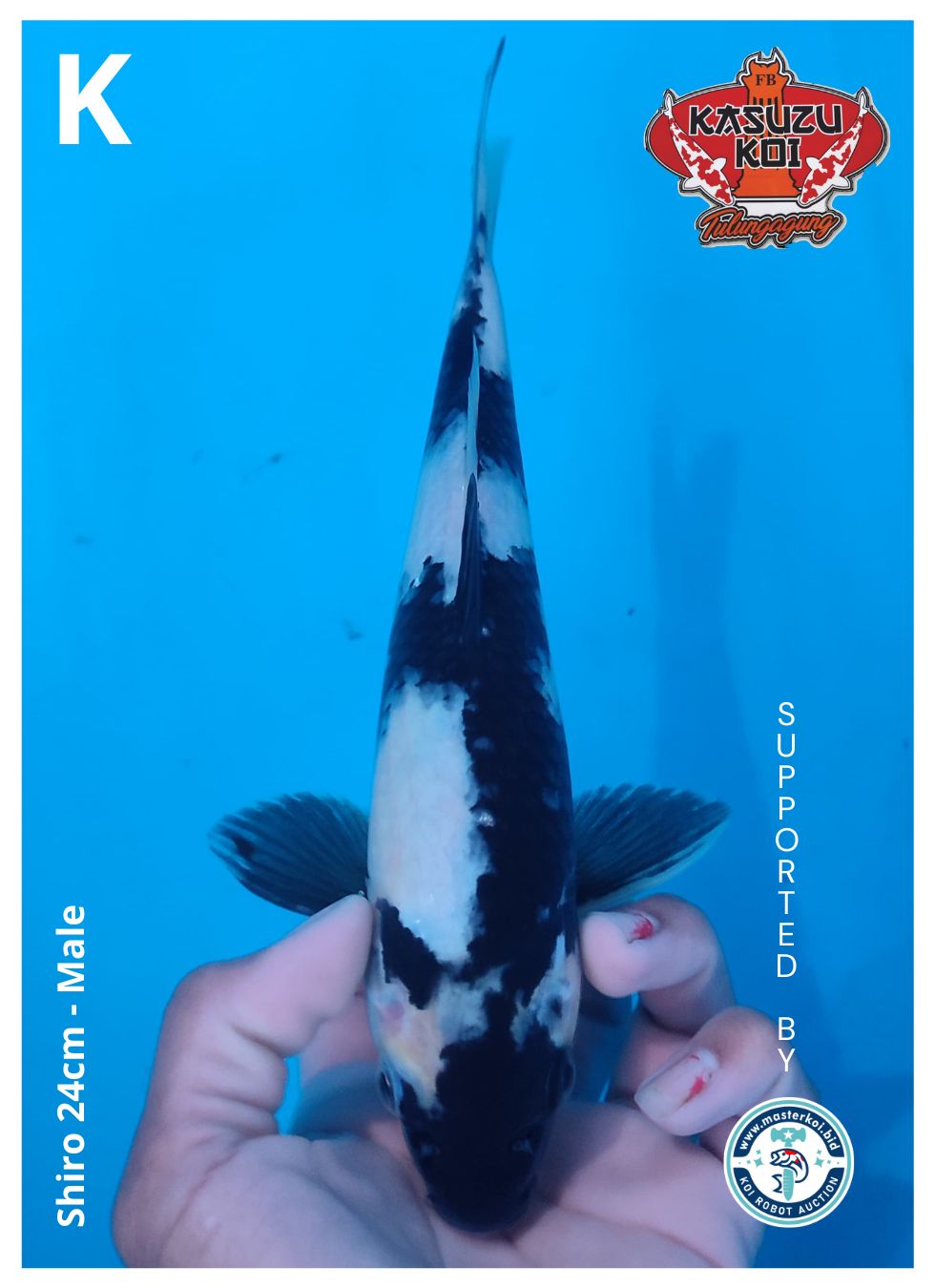 Lelang Koi Online, Jual Beli Ikan Koi, Pusat Jual Beli Koi, Info Lelang Koi Hari Ini, Platform Jual Beli Koi, Jual Beli Ikan Koi Online, Marketplace Ikan Koi, Jual Koi Terbaik, Tempat Beli Koi Berkualitas, Pasar Ikan Koi Online Terpercaya, Penjual Ikan Koi Terpercaya, Beli Koi Hias Online, Ikan Koi untuk Dijual, Koi Kualitas Terbaik, Toko Online Ikan Koi, Koi Hias Untuk Dijual, Jual Beli Ikan Koi Lokal, Koi Indonesia Online, Pusat Jual Beli Koi Terbesar