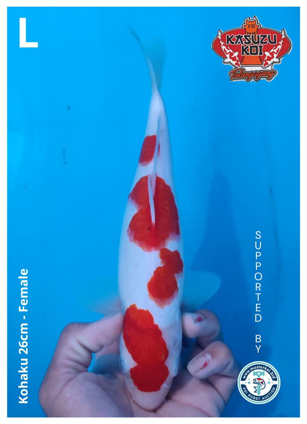 Lelang Koi Online, Jual Beli Ikan Koi, Pusat Jual Beli Koi, Info Lelang Koi Hari Ini, Platform Jual Beli Koi, Jual Beli Ikan Koi Online, Marketplace Ikan Koi, Jual Koi Terbaik, Tempat Beli Koi Berkualitas, Pasar Ikan Koi Online Terpercaya, Penjual Ikan Koi Terpercaya, Beli Koi Hias Online, Ikan Koi untuk Dijual, Koi Kualitas Terbaik, Toko Online Ikan Koi, Koi Hias Untuk Dijual, Jual Beli Ikan Koi Lokal, Koi Indonesia Online, Pusat Jual Beli Koi Terbesar