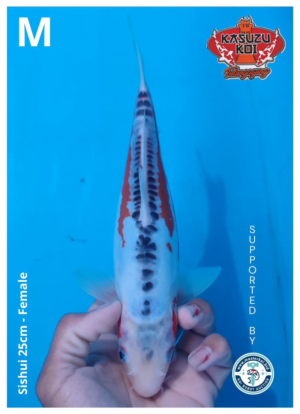 Lelang Koi Online, Jual Beli Ikan Koi, Pusat Jual Beli Koi, Info Lelang Koi Hari Ini, Platform Jual Beli Koi, Jual Beli Ikan Koi Online, Marketplace Ikan Koi, Jual Koi Terbaik, Tempat Beli Koi Berkualitas, Pasar Ikan Koi Online Terpercaya, Penjual Ikan Koi Terpercaya, Beli Koi Hias Online, Ikan Koi untuk Dijual, Koi Kualitas Terbaik, Toko Online Ikan Koi, Koi Hias Untuk Dijual, Jual Beli Ikan Koi Lokal, Koi Indonesia Online, Pusat Jual Beli Koi Terbesar