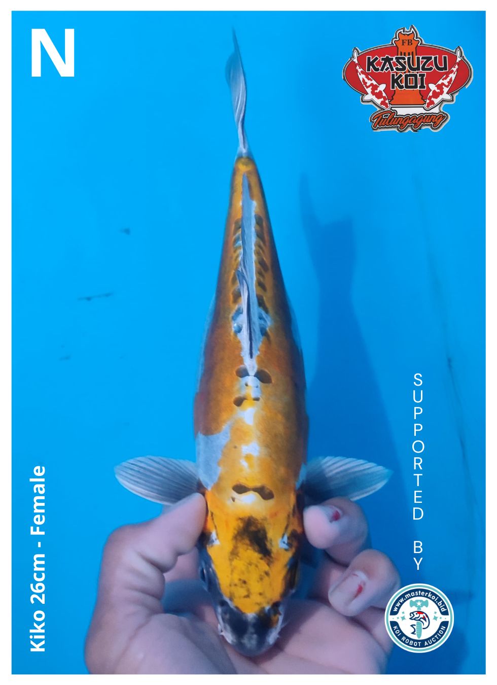 Lelang Koi Online, Jual Beli Ikan Koi, Pusat Jual Beli Koi, Info Lelang Koi Hari Ini, Platform Jual Beli Koi, Jual Beli Ikan Koi Online, Marketplace Ikan Koi, Jual Koi Terbaik, Tempat Beli Koi Berkualitas, Pasar Ikan Koi Online Terpercaya, Penjual Ikan Koi Terpercaya, Beli Koi Hias Online, Ikan Koi untuk Dijual, Koi Kualitas Terbaik, Toko Online Ikan Koi, Koi Hias Untuk Dijual, Jual Beli Ikan Koi Lokal, Koi Indonesia Online, Pusat Jual Beli Koi Terbesar