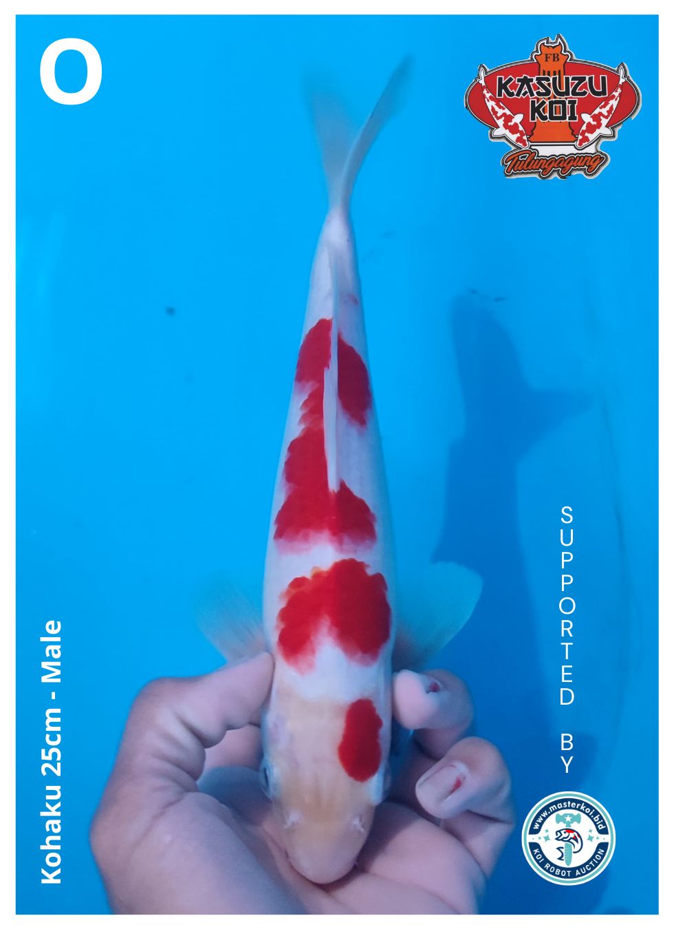 Lelang Koi Online, Jual Beli Ikan Koi, Pusat Jual Beli Koi, Info Lelang Koi Hari Ini, Platform Jual Beli Koi, Jual Beli Ikan Koi Online, Marketplace Ikan Koi, Jual Koi Terbaik, Tempat Beli Koi Berkualitas, Pasar Ikan Koi Online Terpercaya, Penjual Ikan Koi Terpercaya, Beli Koi Hias Online, Ikan Koi untuk Dijual, Koi Kualitas Terbaik, Toko Online Ikan Koi, Koi Hias Untuk Dijual, Jual Beli Ikan Koi Lokal, Koi Indonesia Online, Pusat Jual Beli Koi Terbesar