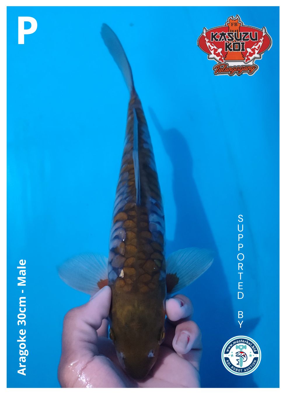 Lelang Koi Online, Jual Beli Ikan Koi, Pusat Jual Beli Koi, Info Lelang Koi Hari Ini, Platform Jual Beli Koi, Jual Beli Ikan Koi Online, Marketplace Ikan Koi, Jual Koi Terbaik, Tempat Beli Koi Berkualitas, Pasar Ikan Koi Online Terpercaya, Penjual Ikan Koi Terpercaya, Beli Koi Hias Online, Ikan Koi untuk Dijual, Koi Kualitas Terbaik, Toko Online Ikan Koi, Koi Hias Untuk Dijual, Jual Beli Ikan Koi Lokal, Koi Indonesia Online, Pusat Jual Beli Koi Terbesar