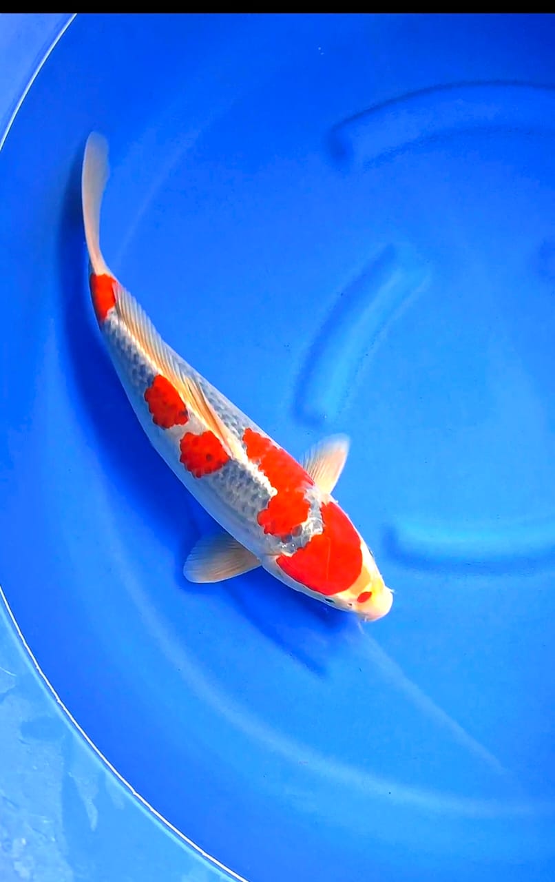 Lelang Koi Online, Jual Beli Ikan Koi, Pusat Jual Beli Koi, Info Lelang Koi Hari Ini, Platform Jual Beli Koi, Jual Beli Ikan Koi Online, Marketplace Ikan Koi, Jual Koi Terbaik, Tempat Beli Koi Berkualitas, Pasar Ikan Koi Online Terpercaya, Penjual Ikan Koi Terpercaya, Beli Koi Hias Online, Ikan Koi untuk Dijual, Koi Kualitas Terbaik, Toko Online Ikan Koi, Koi Hias Untuk Dijual, Jual Beli Ikan Koi Lokal, Koi Indonesia Online, Pusat Jual Beli Koi Terbesar