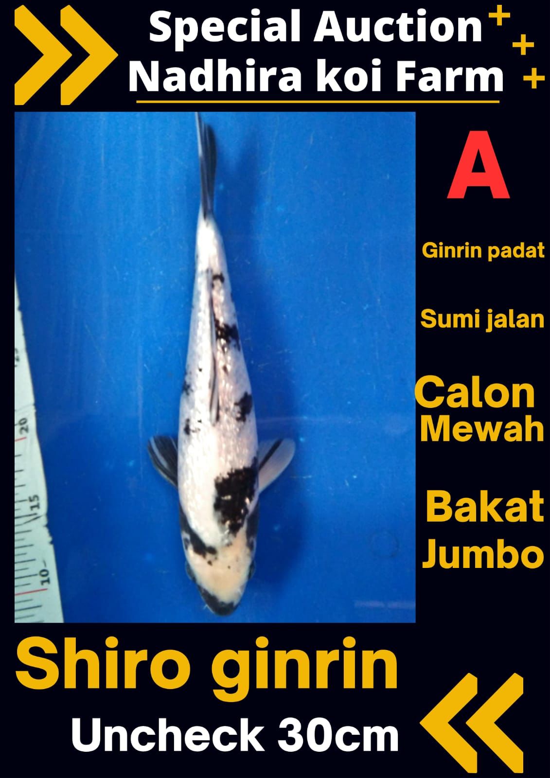 Lelang Koi Online, Jual Beli Ikan Koi, Pusat Jual Beli Koi, Info Lelang Koi Hari Ini, Platform Jual Beli Koi, Jual Beli Ikan Koi Online, Marketplace Ikan Koi, Jual Koi Terbaik, Tempat Beli Koi Berkualitas, Pasar Ikan Koi Online Terpercaya, Penjual Ikan Koi Terpercaya, Beli Koi Hias Online, Ikan Koi untuk Dijual, Koi Kualitas Terbaik, Toko Online Ikan Koi, Koi Hias Untuk Dijual, Jual Beli Ikan Koi Lokal, Koi Indonesia Online, Pusat Jual Beli Koi Terbesar