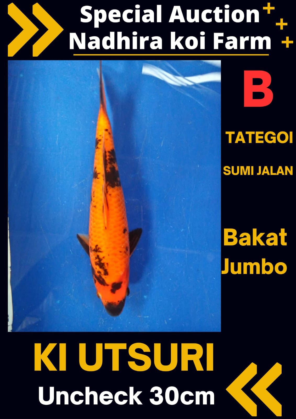 Lelang Koi Online, Jual Beli Ikan Koi, Pusat Jual Beli Koi, Info Lelang Koi Hari Ini, Platform Jual Beli Koi, Jual Beli Ikan Koi Online, Marketplace Ikan Koi, Jual Koi Terbaik, Tempat Beli Koi Berkualitas, Pasar Ikan Koi Online Terpercaya, Penjual Ikan Koi Terpercaya, Beli Koi Hias Online, Ikan Koi untuk Dijual, Koi Kualitas Terbaik, Toko Online Ikan Koi, Koi Hias Untuk Dijual, Jual Beli Ikan Koi Lokal, Koi Indonesia Online, Pusat Jual Beli Koi Terbesar