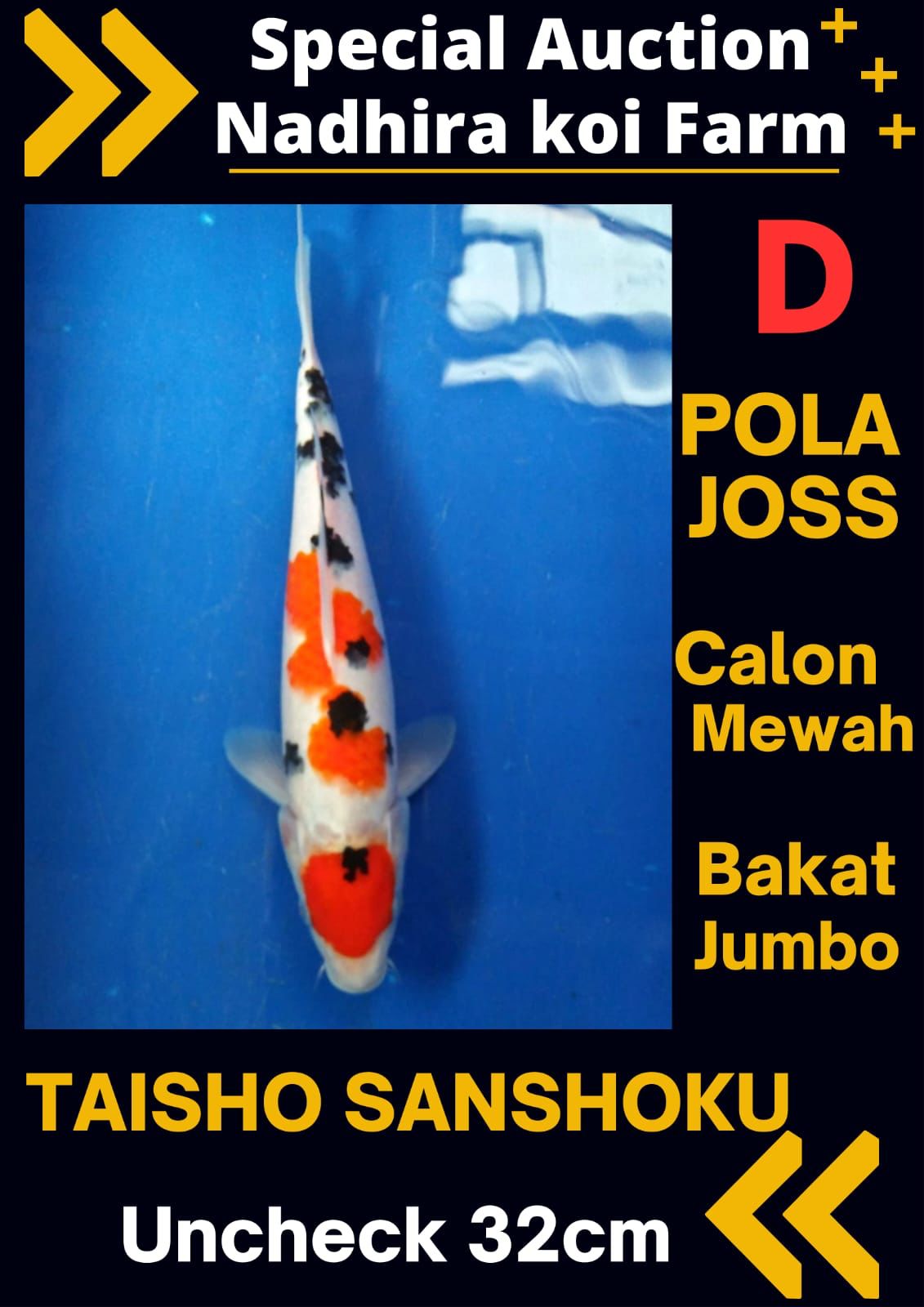 Lelang Koi Online, Jual Beli Ikan Koi, Pusat Jual Beli Koi, Info Lelang Koi Hari Ini, Platform Jual Beli Koi, Jual Beli Ikan Koi Online, Marketplace Ikan Koi, Jual Koi Terbaik, Tempat Beli Koi Berkualitas, Pasar Ikan Koi Online Terpercaya, Penjual Ikan Koi Terpercaya, Beli Koi Hias Online, Ikan Koi untuk Dijual, Koi Kualitas Terbaik, Toko Online Ikan Koi, Koi Hias Untuk Dijual, Jual Beli Ikan Koi Lokal, Koi Indonesia Online, Pusat Jual Beli Koi Terbesar