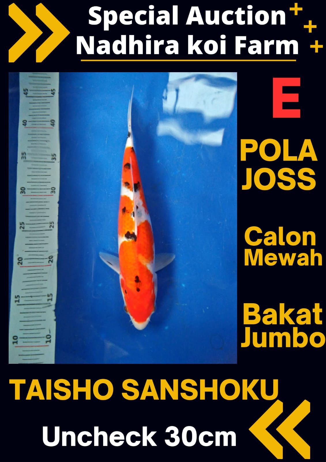 Lelang Koi Online, Jual Beli Ikan Koi, Pusat Jual Beli Koi, Info Lelang Koi Hari Ini, Platform Jual Beli Koi, Jual Beli Ikan Koi Online, Marketplace Ikan Koi, Jual Koi Terbaik, Tempat Beli Koi Berkualitas, Pasar Ikan Koi Online Terpercaya, Penjual Ikan Koi Terpercaya, Beli Koi Hias Online, Ikan Koi untuk Dijual, Koi Kualitas Terbaik, Toko Online Ikan Koi, Koi Hias Untuk Dijual, Jual Beli Ikan Koi Lokal, Koi Indonesia Online, Pusat Jual Beli Koi Terbesar