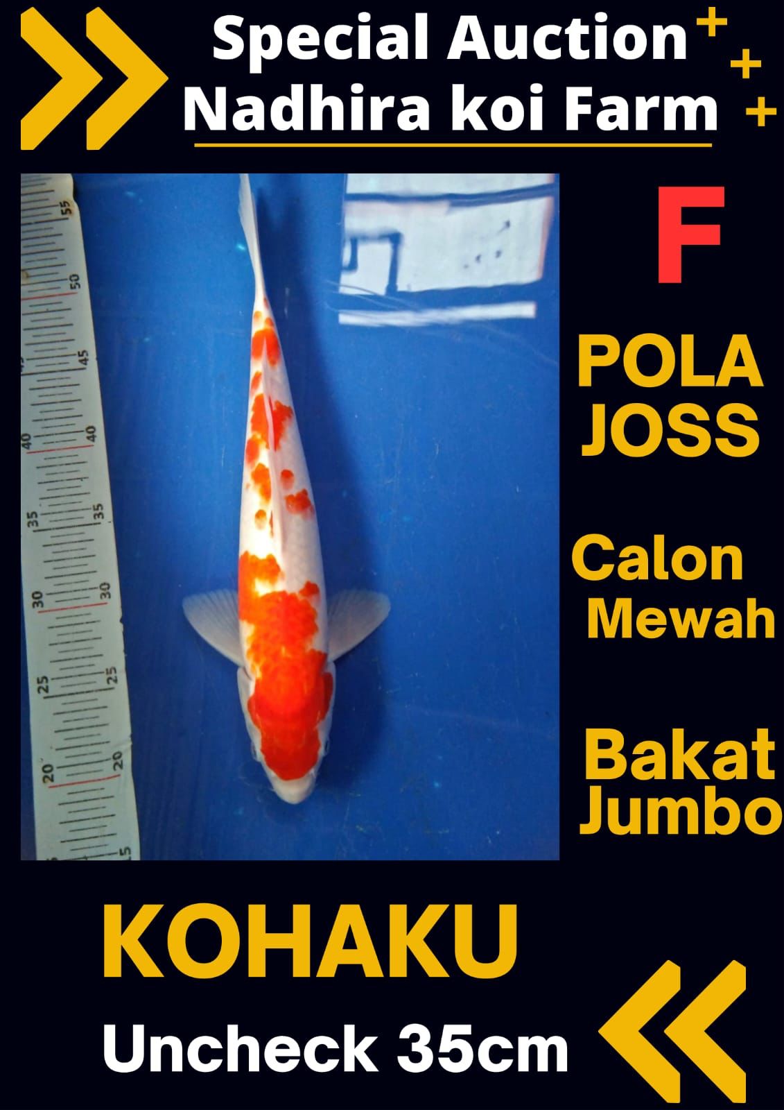 Lelang Koi Online, Jual Beli Ikan Koi, Pusat Jual Beli Koi, Info Lelang Koi Hari Ini, Platform Jual Beli Koi, Jual Beli Ikan Koi Online, Marketplace Ikan Koi, Jual Koi Terbaik, Tempat Beli Koi Berkualitas, Pasar Ikan Koi Online Terpercaya, Penjual Ikan Koi Terpercaya, Beli Koi Hias Online, Ikan Koi untuk Dijual, Koi Kualitas Terbaik, Toko Online Ikan Koi, Koi Hias Untuk Dijual, Jual Beli Ikan Koi Lokal, Koi Indonesia Online, Pusat Jual Beli Koi Terbesar