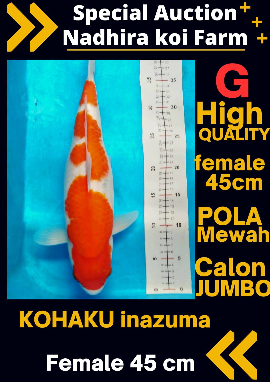 Lelang Koi Online, Jual Beli Ikan Koi, Pusat Jual Beli Koi, Info Lelang Koi Hari Ini, Platform Jual Beli Koi, Jual Beli Ikan Koi Online, Marketplace Ikan Koi, Jual Koi Terbaik, Tempat Beli Koi Berkualitas, Pasar Ikan Koi Online Terpercaya, Penjual Ikan Koi Terpercaya, Beli Koi Hias Online, Ikan Koi untuk Dijual, Koi Kualitas Terbaik, Toko Online Ikan Koi, Koi Hias Untuk Dijual, Jual Beli Ikan Koi Lokal, Koi Indonesia Online, Pusat Jual Beli Koi Terbesar