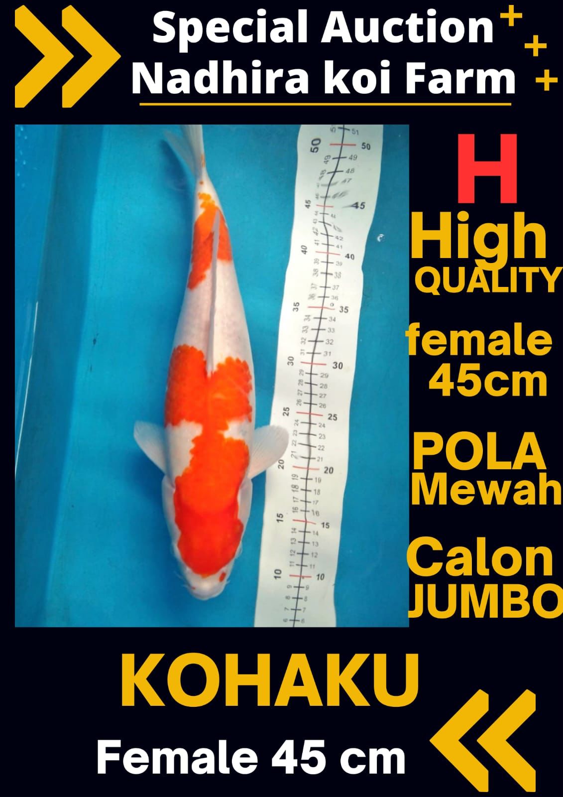 Lelang Koi Online, Jual Beli Ikan Koi, Pusat Jual Beli Koi, Info Lelang Koi Hari Ini, Platform Jual Beli Koi, Jual Beli Ikan Koi Online, Marketplace Ikan Koi, Jual Koi Terbaik, Tempat Beli Koi Berkualitas, Pasar Ikan Koi Online Terpercaya, Penjual Ikan Koi Terpercaya, Beli Koi Hias Online, Ikan Koi untuk Dijual, Koi Kualitas Terbaik, Toko Online Ikan Koi, Koi Hias Untuk Dijual, Jual Beli Ikan Koi Lokal, Koi Indonesia Online, Pusat Jual Beli Koi Terbesar