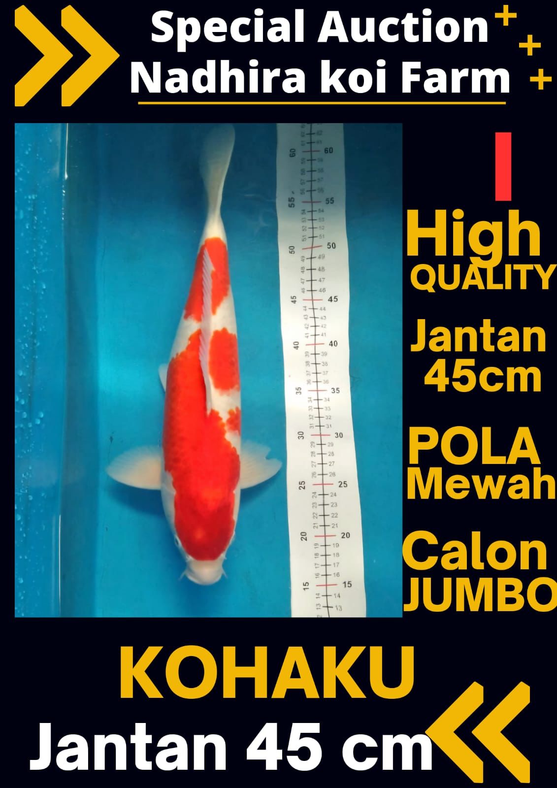 Lelang Koi Online, Jual Beli Ikan Koi, Pusat Jual Beli Koi, Info Lelang Koi Hari Ini, Platform Jual Beli Koi, Jual Beli Ikan Koi Online, Marketplace Ikan Koi, Jual Koi Terbaik, Tempat Beli Koi Berkualitas, Pasar Ikan Koi Online Terpercaya, Penjual Ikan Koi Terpercaya, Beli Koi Hias Online, Ikan Koi untuk Dijual, Koi Kualitas Terbaik, Toko Online Ikan Koi, Koi Hias Untuk Dijual, Jual Beli Ikan Koi Lokal, Koi Indonesia Online, Pusat Jual Beli Koi Terbesar