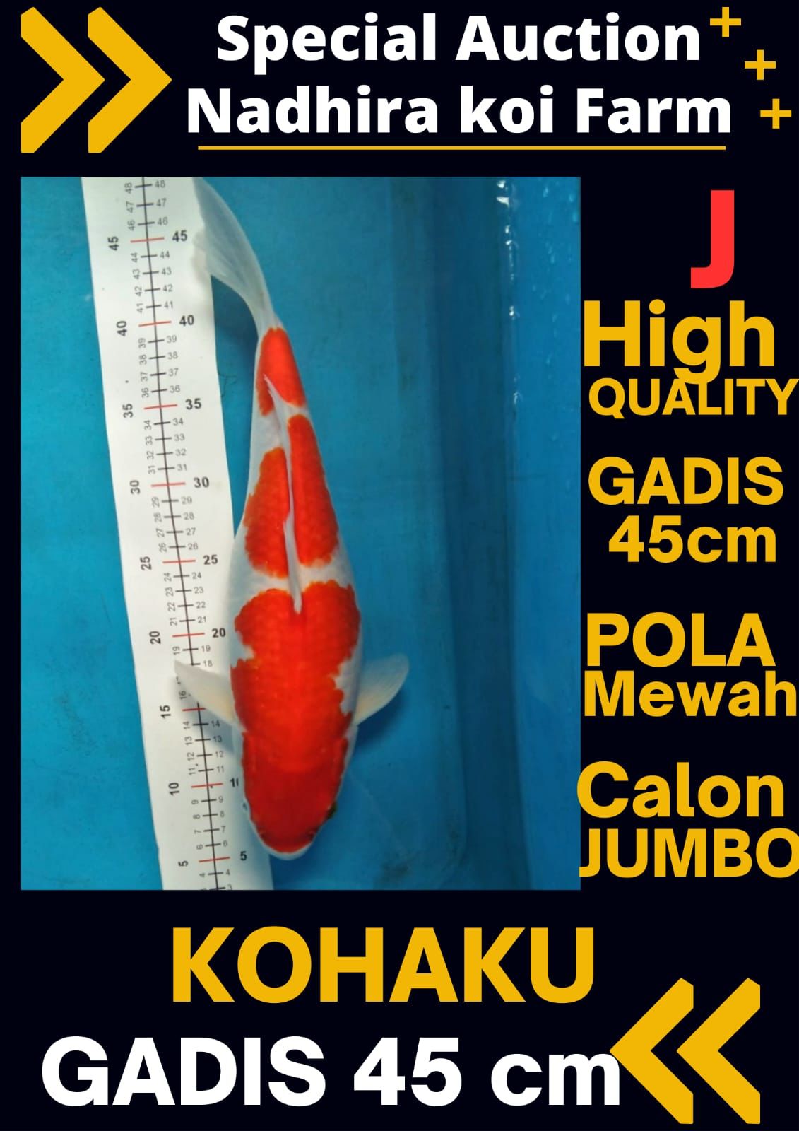 Lelang Koi Online, Jual Beli Ikan Koi, Pusat Jual Beli Koi, Info Lelang Koi Hari Ini, Platform Jual Beli Koi, Jual Beli Ikan Koi Online, Marketplace Ikan Koi, Jual Koi Terbaik, Tempat Beli Koi Berkualitas, Pasar Ikan Koi Online Terpercaya, Penjual Ikan Koi Terpercaya, Beli Koi Hias Online, Ikan Koi untuk Dijual, Koi Kualitas Terbaik, Toko Online Ikan Koi, Koi Hias Untuk Dijual, Jual Beli Ikan Koi Lokal, Koi Indonesia Online, Pusat Jual Beli Koi Terbesar