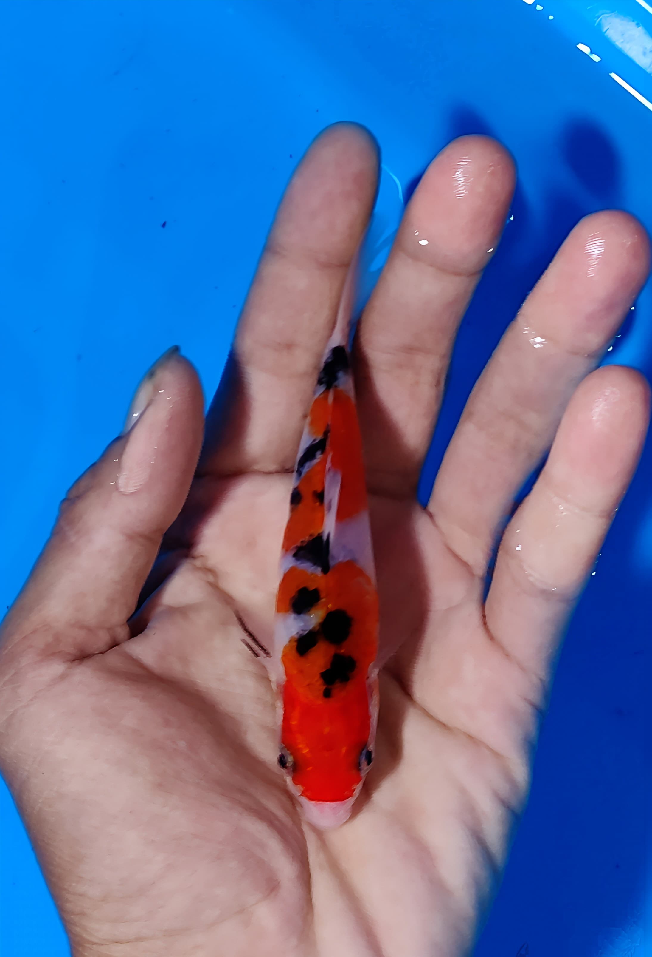 Lelang Koi Online, Jual Beli Ikan Koi, Pusat Jual Beli Koi, Info Lelang Koi Hari Ini, Platform Jual Beli Koi, Jual Beli Ikan Koi Online, Marketplace Ikan Koi, Jual Koi Terbaik, Tempat Beli Koi Berkualitas, Pasar Ikan Koi Online Terpercaya, Penjual Ikan Koi Terpercaya, Beli Koi Hias Online, Ikan Koi untuk Dijual, Koi Kualitas Terbaik, Toko Online Ikan Koi, Koi Hias Untuk Dijual, Jual Beli Ikan Koi Lokal, Koi Indonesia Online, Pusat Jual Beli Koi Terbesar