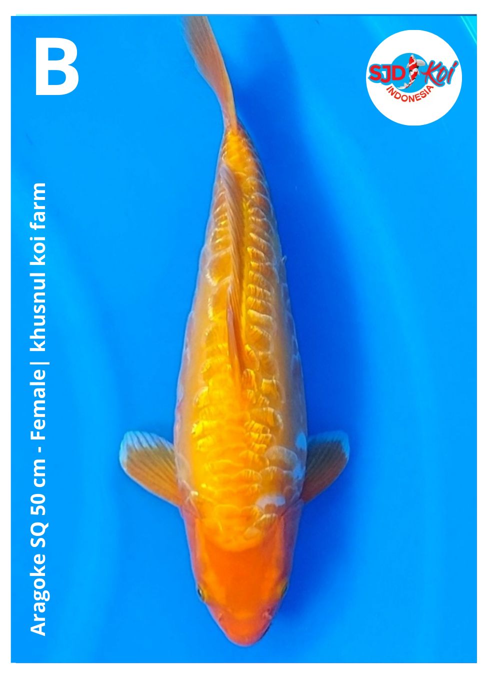 Lelang Koi Online, Jual Beli Ikan Koi, Pusat Jual Beli Koi, Info Lelang Koi Hari Ini, Platform Jual Beli Koi, Jual Beli Ikan Koi Online, Marketplace Ikan Koi, Jual Koi Terbaik, Tempat Beli Koi Berkualitas, Pasar Ikan Koi Online Terpercaya, Penjual Ikan Koi Terpercaya, Beli Koi Hias Online, Ikan Koi untuk Dijual, Koi Kualitas Terbaik, Toko Online Ikan Koi, Koi Hias Untuk Dijual, Jual Beli Ikan Koi Lokal, Koi Indonesia Online, Pusat Jual Beli Koi Terbesar