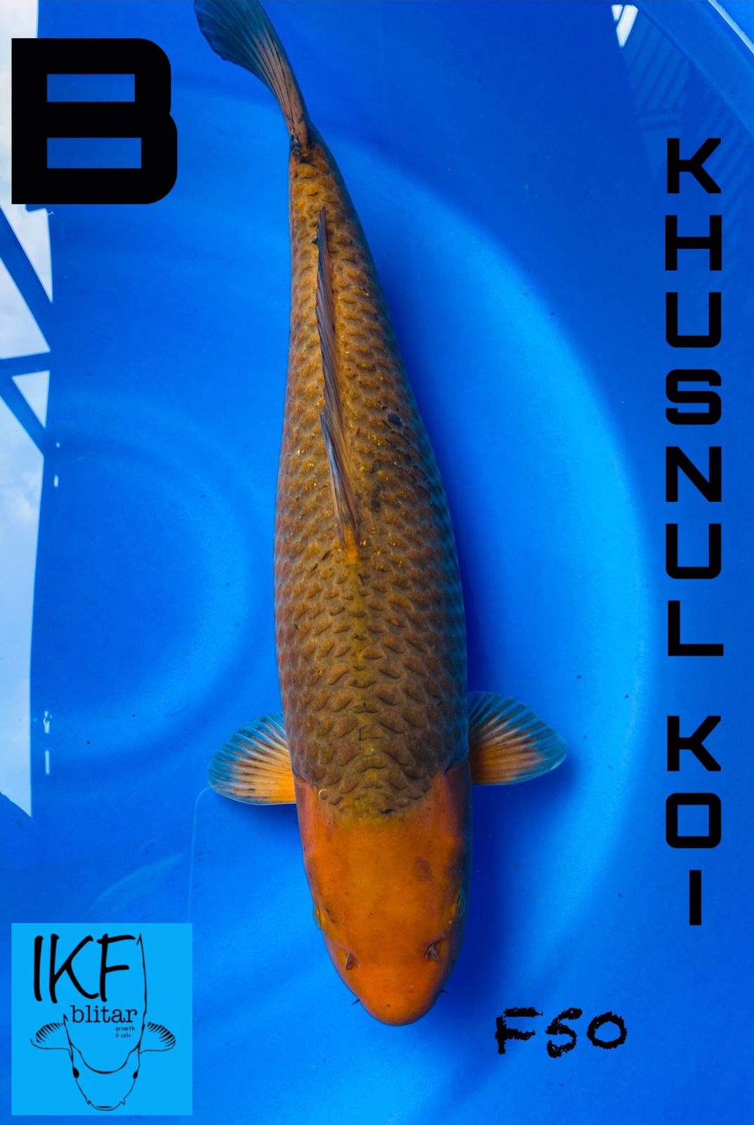 Lelang Koi Online, Jual Beli Ikan Koi, Pusat Jual Beli Koi, Info Lelang Koi Hari Ini, Platform Jual Beli Koi, Jual Beli Ikan Koi Online, Marketplace Ikan Koi, Jual Koi Terbaik, Tempat Beli Koi Berkualitas, Pasar Ikan Koi Online Terpercaya, Penjual Ikan Koi Terpercaya, Beli Koi Hias Online, Ikan Koi untuk Dijual, Koi Kualitas Terbaik, Toko Online Ikan Koi, Koi Hias Untuk Dijual, Jual Beli Ikan Koi Lokal, Koi Indonesia Online, Pusat Jual Beli Koi Terbesar