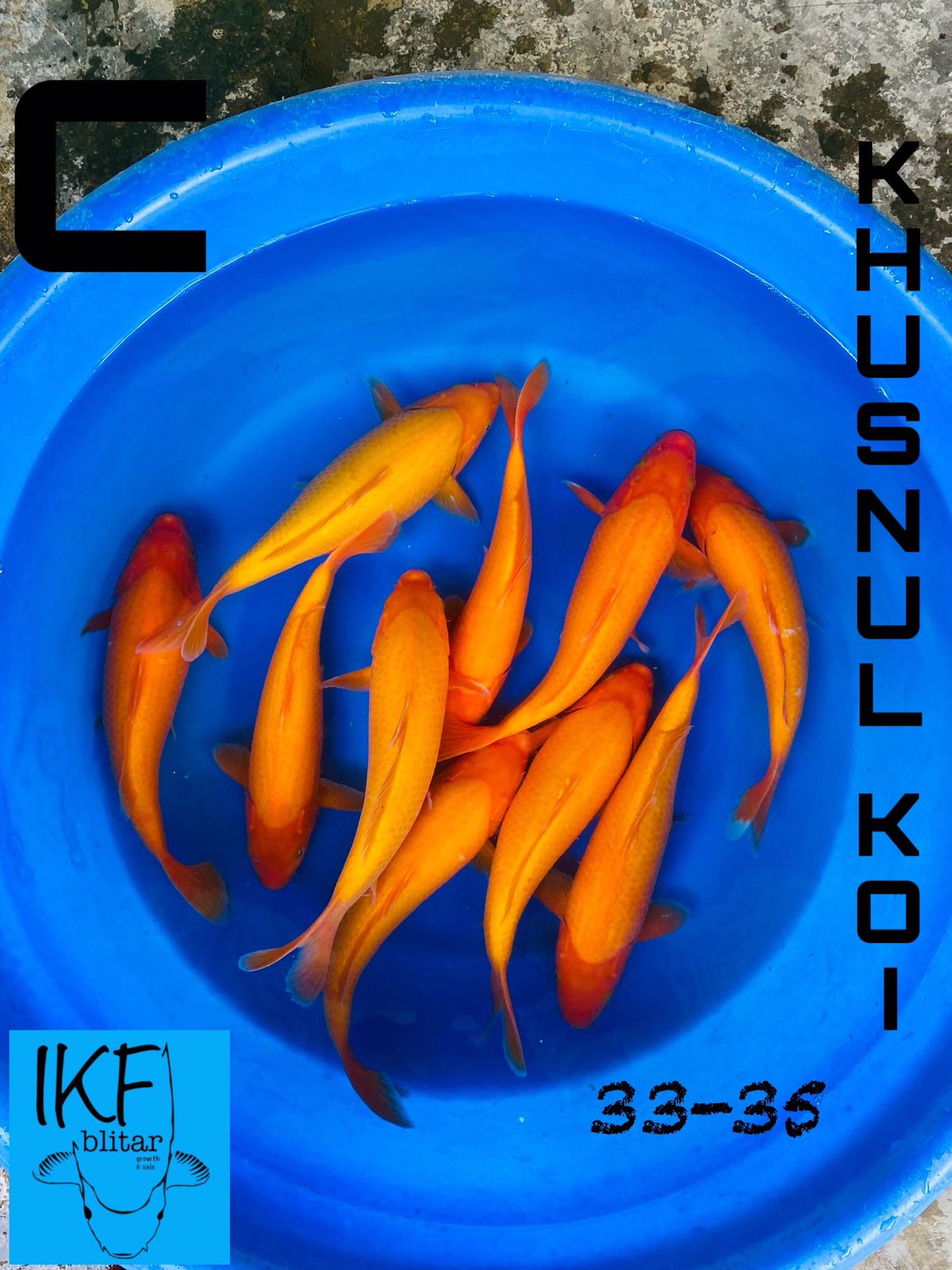 Lelang Koi Online, Jual Beli Ikan Koi, Pusat Jual Beli Koi, Info Lelang Koi Hari Ini, Platform Jual Beli Koi, Jual Beli Ikan Koi Online, Marketplace Ikan Koi, Jual Koi Terbaik, Tempat Beli Koi Berkualitas, Pasar Ikan Koi Online Terpercaya, Penjual Ikan Koi Terpercaya, Beli Koi Hias Online, Ikan Koi untuk Dijual, Koi Kualitas Terbaik, Toko Online Ikan Koi, Koi Hias Untuk Dijual, Jual Beli Ikan Koi Lokal, Koi Indonesia Online, Pusat Jual Beli Koi Terbesar