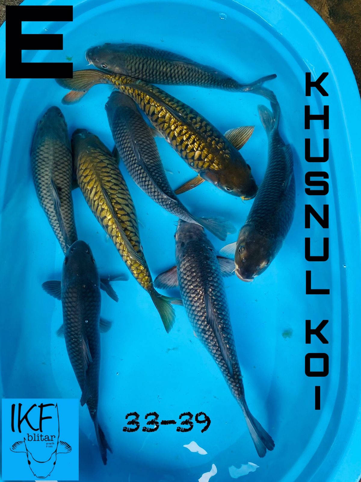 Lelang Koi Online, Jual Beli Ikan Koi, Pusat Jual Beli Koi, Info Lelang Koi Hari Ini, Platform Jual Beli Koi, Jual Beli Ikan Koi Online, Marketplace Ikan Koi, Jual Koi Terbaik, Tempat Beli Koi Berkualitas, Pasar Ikan Koi Online Terpercaya, Penjual Ikan Koi Terpercaya, Beli Koi Hias Online, Ikan Koi untuk Dijual, Koi Kualitas Terbaik, Toko Online Ikan Koi, Koi Hias Untuk Dijual, Jual Beli Ikan Koi Lokal, Koi Indonesia Online, Pusat Jual Beli Koi Terbesar