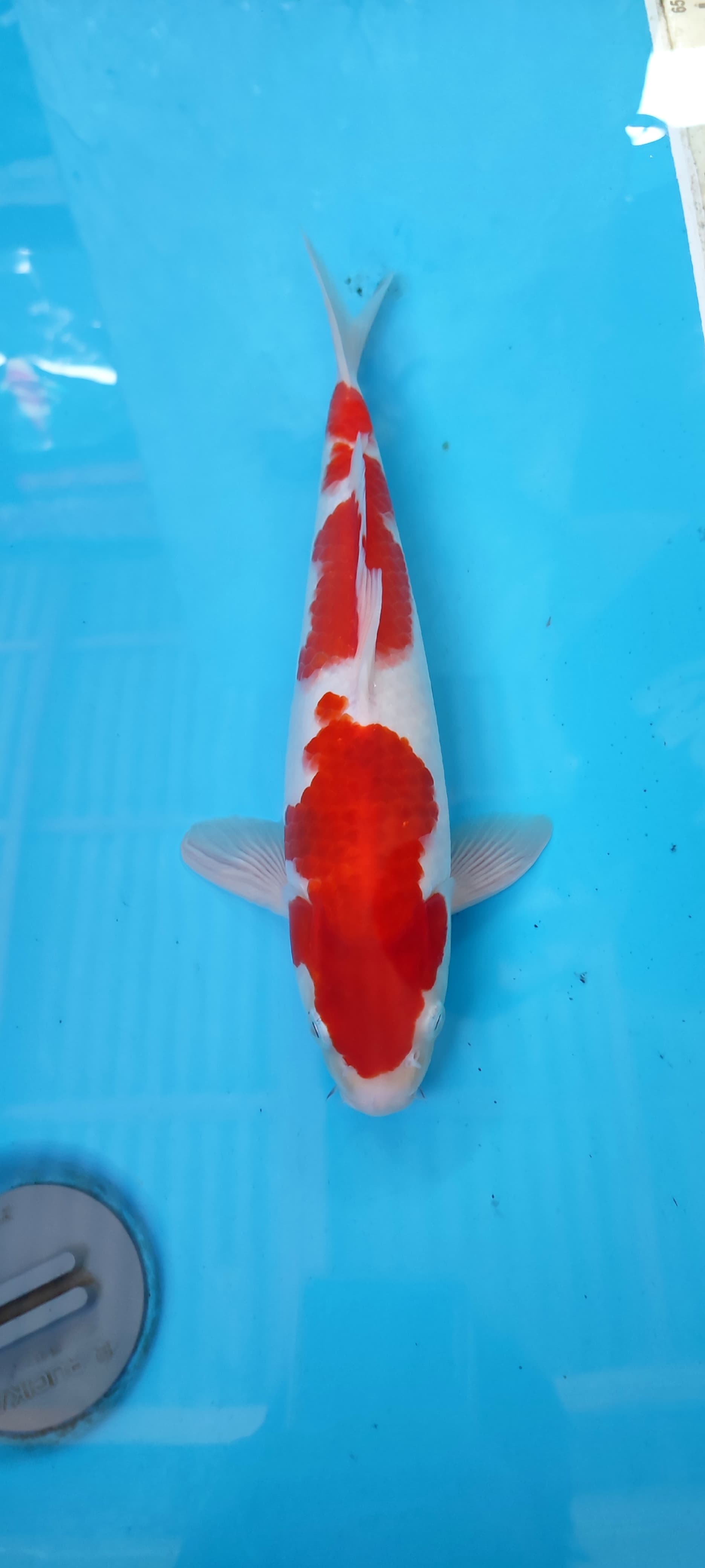 Lelang Koi Online, Jual Beli Ikan Koi, Pusat Jual Beli Koi, Info Lelang Koi Hari Ini, Platform Jual Beli Koi, Jual Beli Ikan Koi Online, Marketplace Ikan Koi, Jual Koi Terbaik, Tempat Beli Koi Berkualitas, Pasar Ikan Koi Online Terpercaya, Penjual Ikan Koi Terpercaya, Beli Koi Hias Online, Ikan Koi untuk Dijual, Koi Kualitas Terbaik, Toko Online Ikan Koi, Koi Hias Untuk Dijual, Jual Beli Ikan Koi Lokal, Koi Indonesia Online, Pusat Jual Beli Koi Terbesar