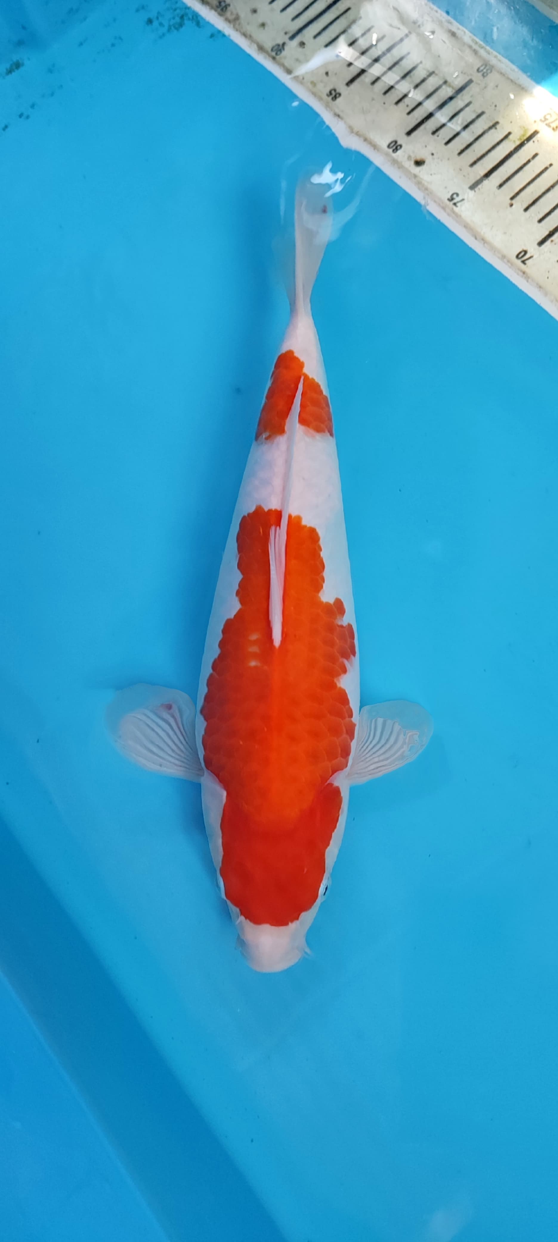 Lelang Koi Online, Jual Beli Ikan Koi, Pusat Jual Beli Koi, Info Lelang Koi Hari Ini, Platform Jual Beli Koi, Jual Beli Ikan Koi Online, Marketplace Ikan Koi, Jual Koi Terbaik, Tempat Beli Koi Berkualitas, Pasar Ikan Koi Online Terpercaya, Penjual Ikan Koi Terpercaya, Beli Koi Hias Online, Ikan Koi untuk Dijual, Koi Kualitas Terbaik, Toko Online Ikan Koi, Koi Hias Untuk Dijual, Jual Beli Ikan Koi Lokal, Koi Indonesia Online, Pusat Jual Beli Koi Terbesar