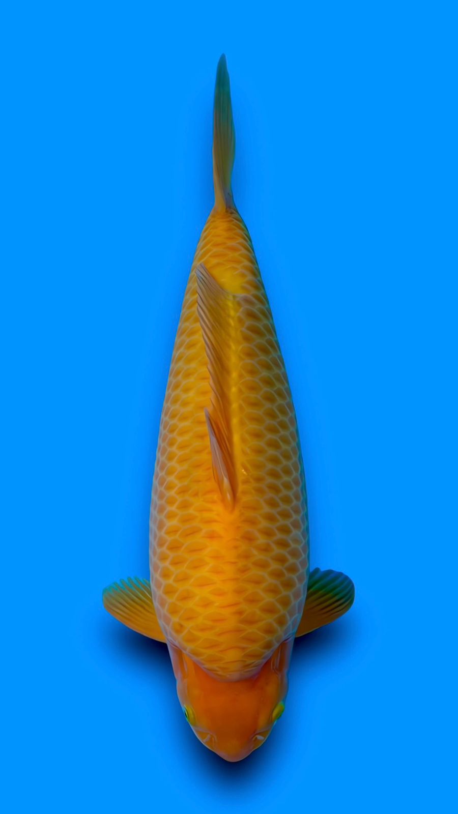 SUPER KARASI 48cm