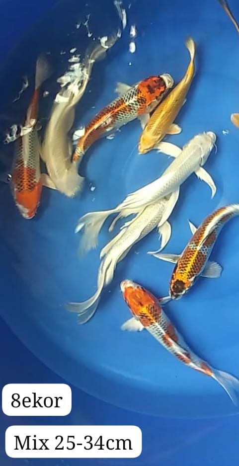 Lelang Koi Online, Jual Beli Ikan Koi, Pusat Jual Beli Koi, Info Lelang Koi Hari Ini, Platform Jual Beli Koi, Jual Beli Ikan Koi Online, Marketplace Ikan Koi, Jual Koi Terbaik, Tempat Beli Koi Berkualitas, Pasar Ikan Koi Online Terpercaya, Penjual Ikan Koi Terpercaya, Beli Koi Hias Online, Ikan Koi untuk Dijual, Koi Kualitas Terbaik, Toko Online Ikan Koi, Koi Hias Untuk Dijual, Jual Beli Ikan Koi Lokal, Koi Indonesia Online, Pusat Jual Beli Koi Terbesar