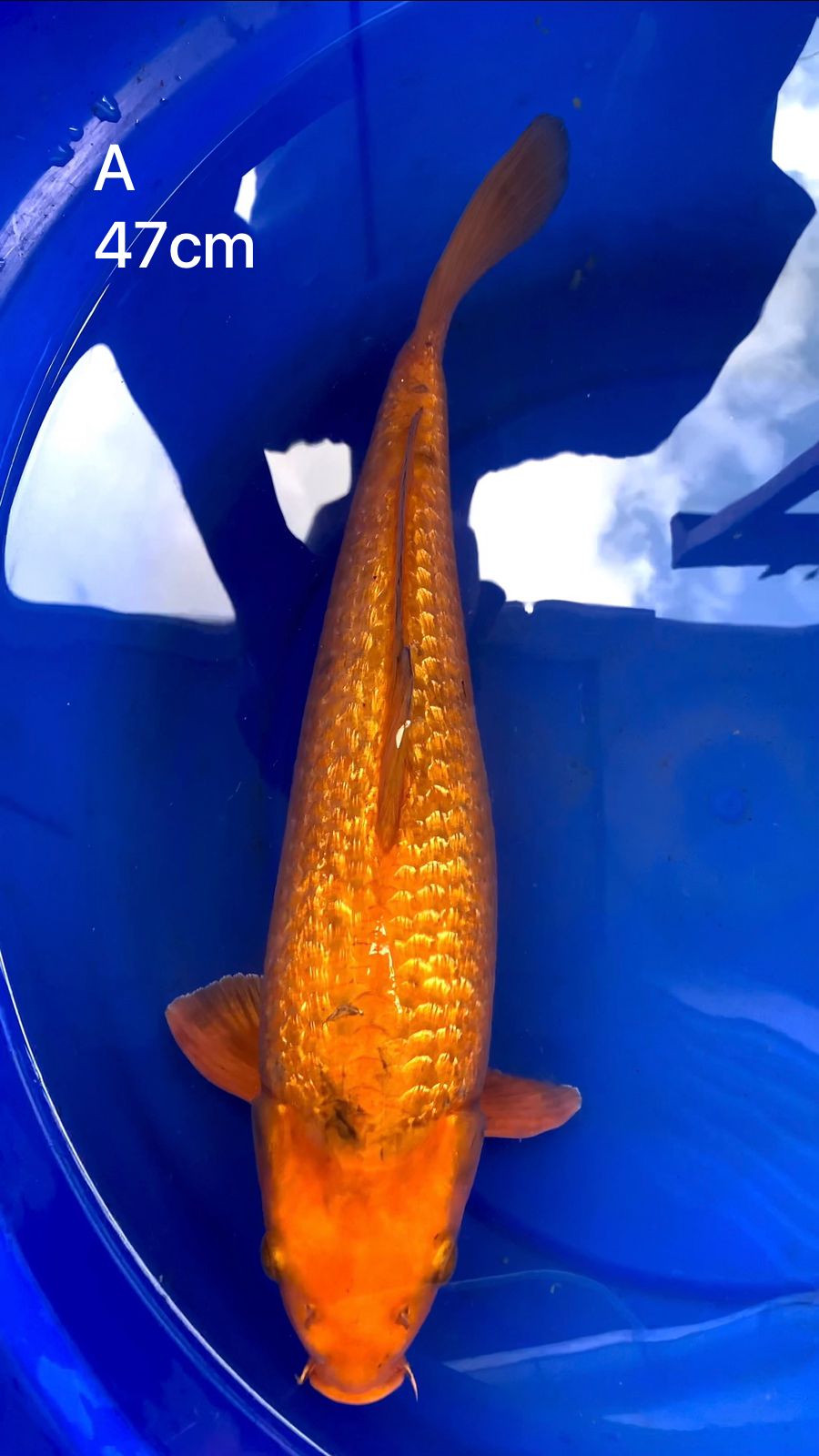 Lelang Koi Online, Jual Beli Ikan Koi, Pusat Jual Beli Koi, Info Lelang Koi Hari Ini, Platform Jual Beli Koi, Jual Beli Ikan Koi Online, Marketplace Ikan Koi, Jual Koi Terbaik, Tempat Beli Koi Berkualitas, Pasar Ikan Koi Online Terpercaya, Penjual Ikan Koi Terpercaya, Beli Koi Hias Online, Ikan Koi untuk Dijual, Koi Kualitas Terbaik, Toko Online Ikan Koi, Koi Hias Untuk Dijual, Jual Beli Ikan Koi Lokal, Koi Indonesia Online, Pusat Jual Beli Koi Terbesar