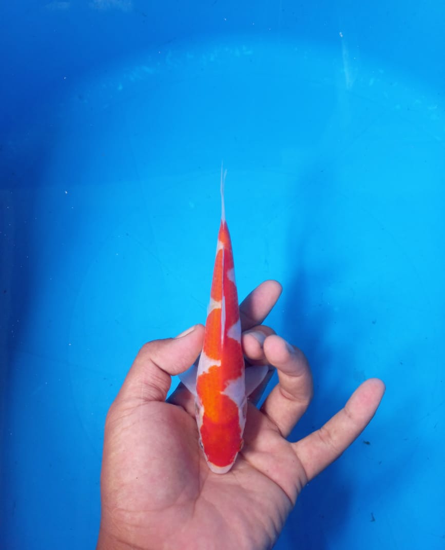 Lelang Koi Online, Jual Beli Ikan Koi, Pusat Jual Beli Koi, Info Lelang Koi Hari Ini, Platform Jual Beli Koi, Jual Beli Ikan Koi Online, Marketplace Ikan Koi, Jual Koi Terbaik, Tempat Beli Koi Berkualitas, Pasar Ikan Koi Online Terpercaya, Penjual Ikan Koi Terpercaya, Beli Koi Hias Online, Ikan Koi untuk Dijual, Koi Kualitas Terbaik, Toko Online Ikan Koi, Koi Hias Untuk Dijual, Jual Beli Ikan Koi Lokal, Koi Indonesia Online, Pusat Jual Beli Koi Terbesar